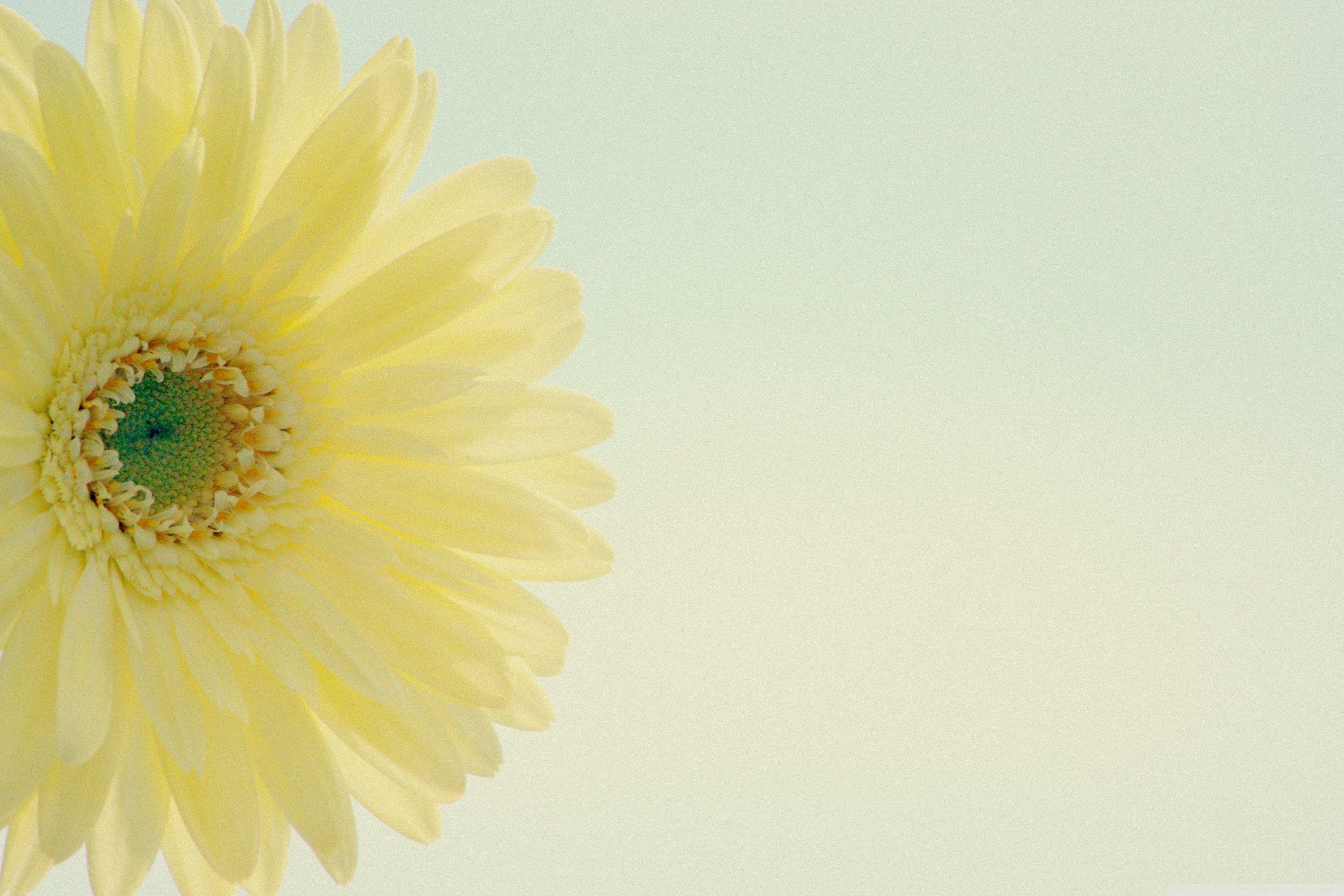 3000x2000 Yellow Gerbera Daisy Low Contrast Ultra HD Desktop Background Wallpaper for 4K UHD TV : Widescreen & UltraWide Desktop & Laptop : Tablet