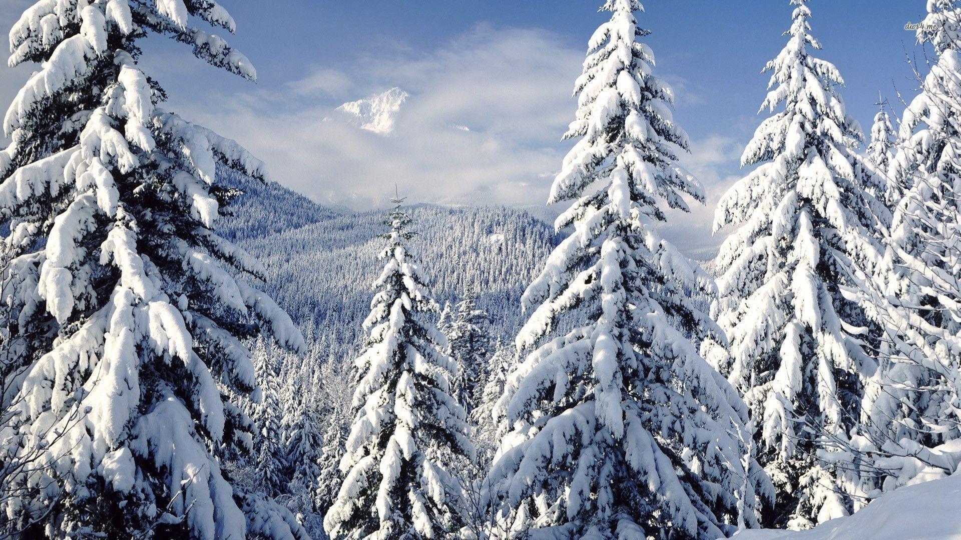 1920x1080 Snowy Trees Wallpaper