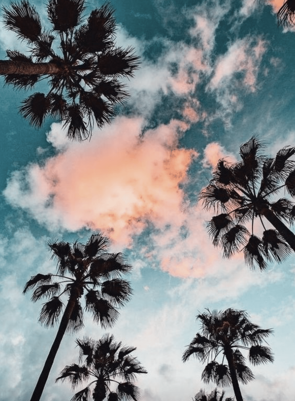 988x1342 palm trees + sunsets. Nature photography, Nature wallpaper, Tree wallpaper