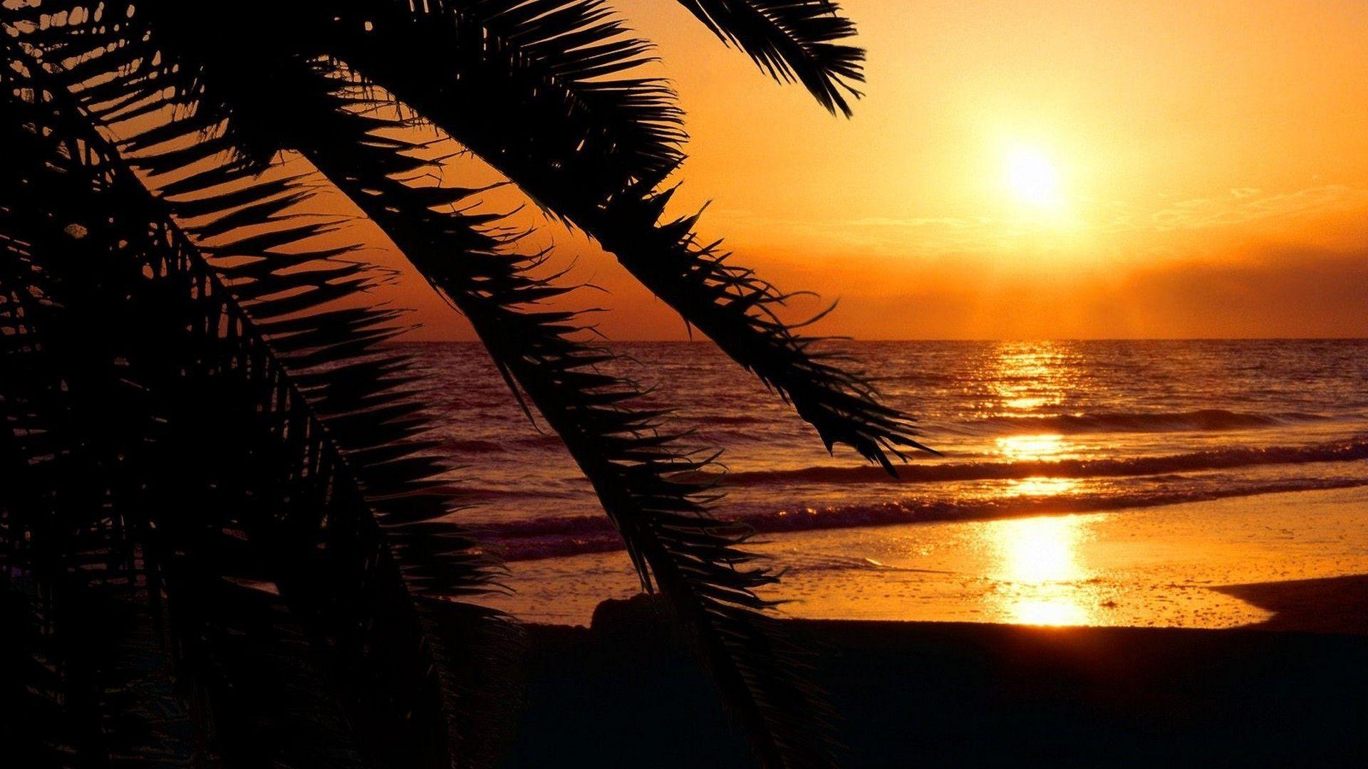 1920x1080 Free download Florida beaches palm trees silhouettes sunset wallpaper AllWallpaper [1920x1080] for your Desktop, Mobile & Tablet. Explore Sunset Palm Trees Wallpaper. Tropical Sunset Wallpaper Desktop, Beach Palm Trees