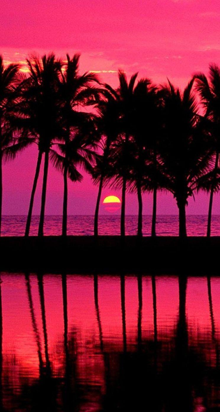 744x1392 Sunset Palm Tree Wallpaper Free HD Wallpaper