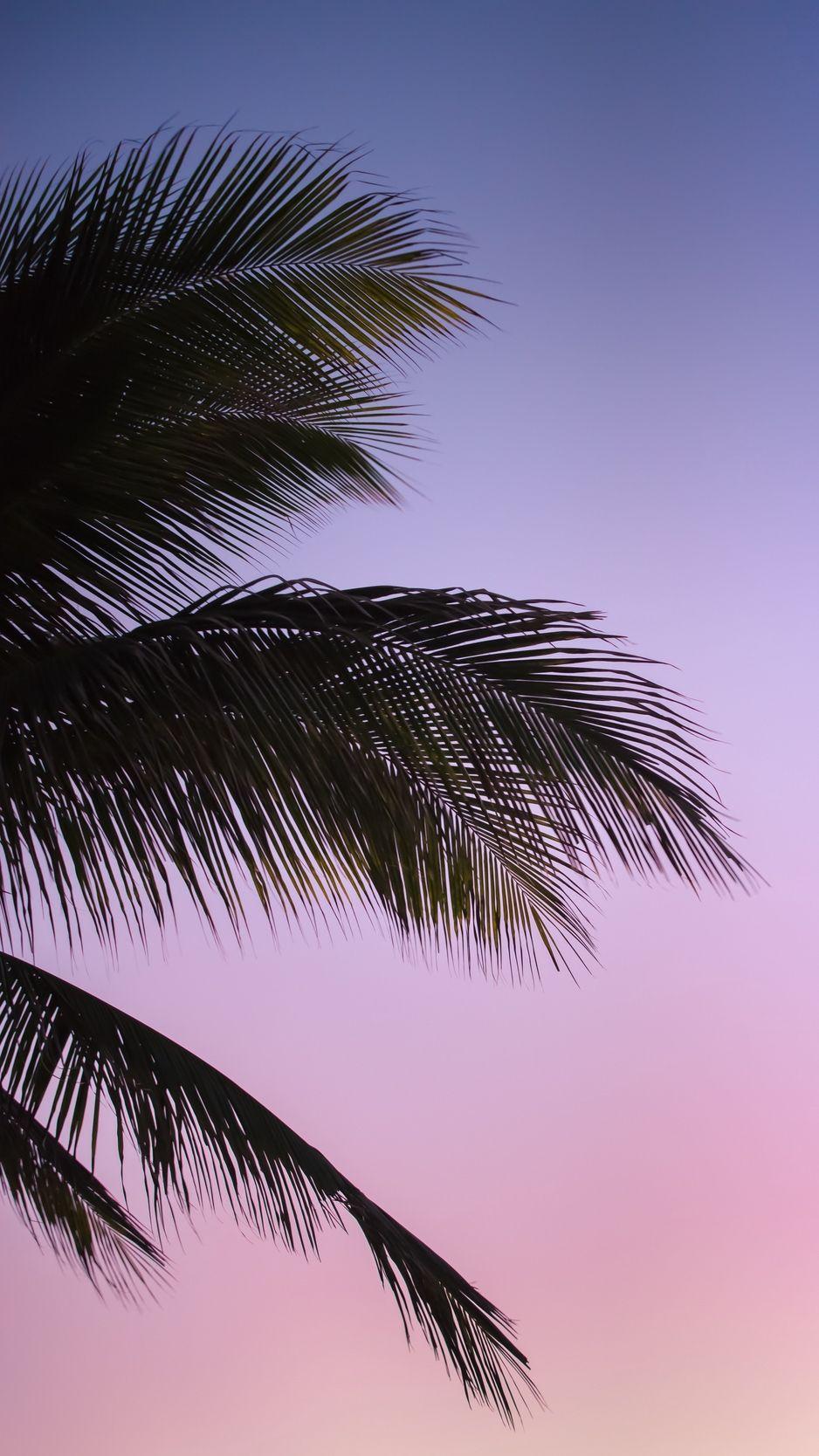 938x1668 25++ iPhone Wallpaper Palm Leaves