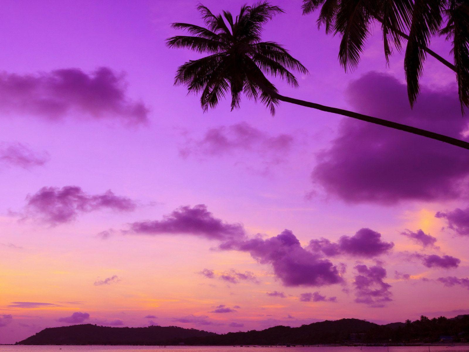 1600x1200 Purple sky, palm, afterglow, sunset, palm tree, dusk, silhouette wallpaper • Wallpaper For You HD Wallpaper For Desktop & Mobile
