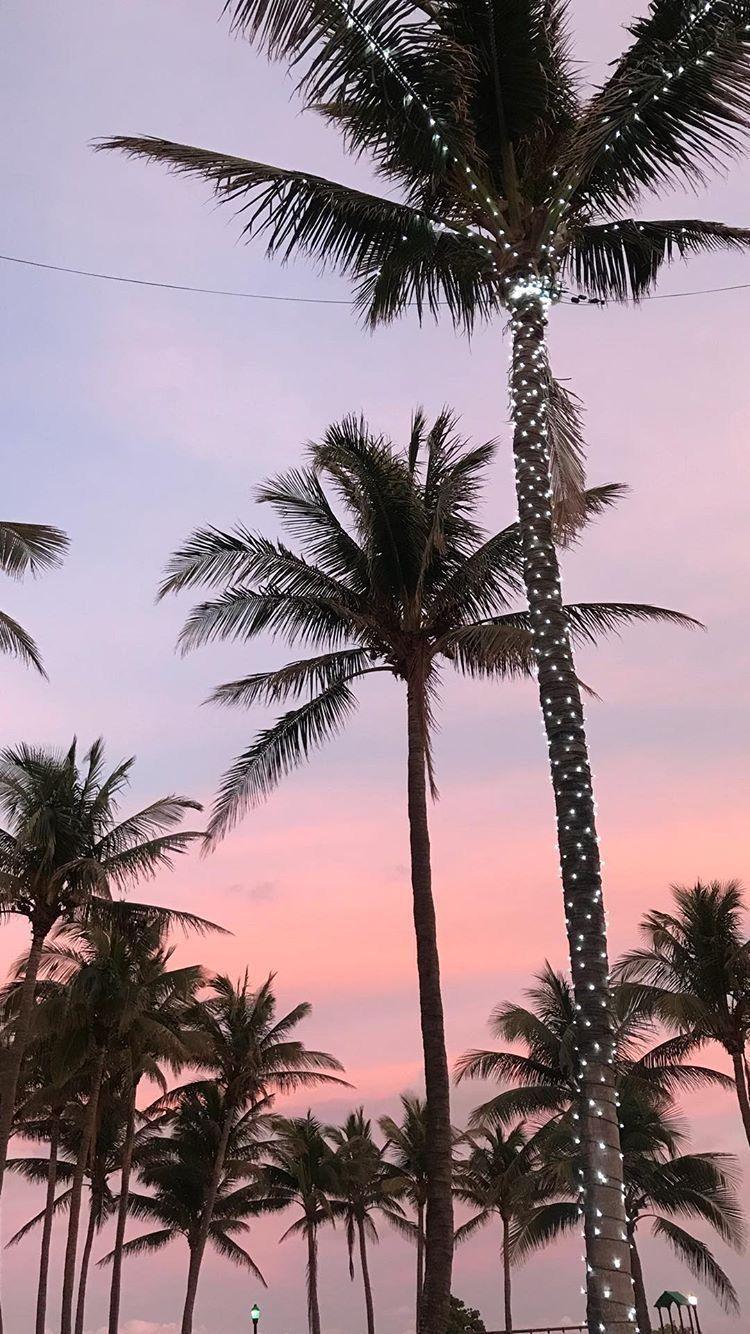 750x1334 Aesthetic Palm Trees Wallpaper