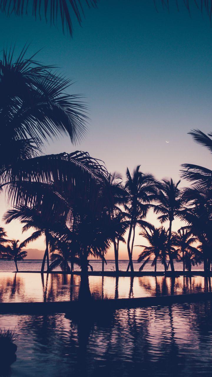 720x1280 Download 720x1280 Dawn, dark, sunset, palm tree, resort, reflections wallpaper. Palm trees wallpaper, Tree wallpaper iphone, Palm tree background