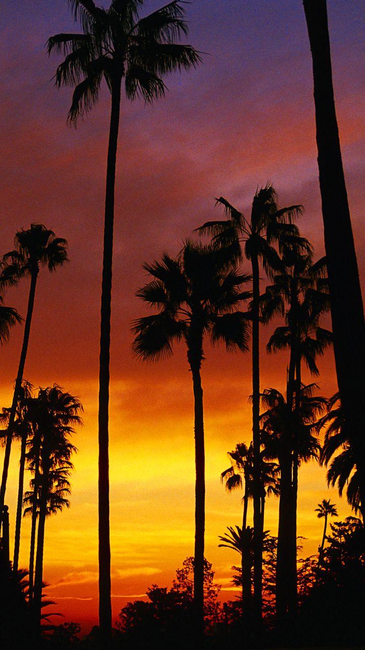 720x1280 Sunset Palm Tree Wallpaper Free HD Wallpaper