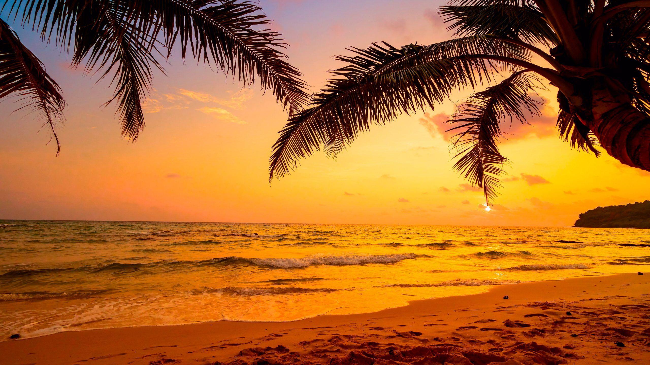 2560x1440 Sky, sea, tropics, sunset, palm tree, arecales, tropical landscape wallpaper • Wallpaper For You HD Wallpaper For Desktop & Mobile