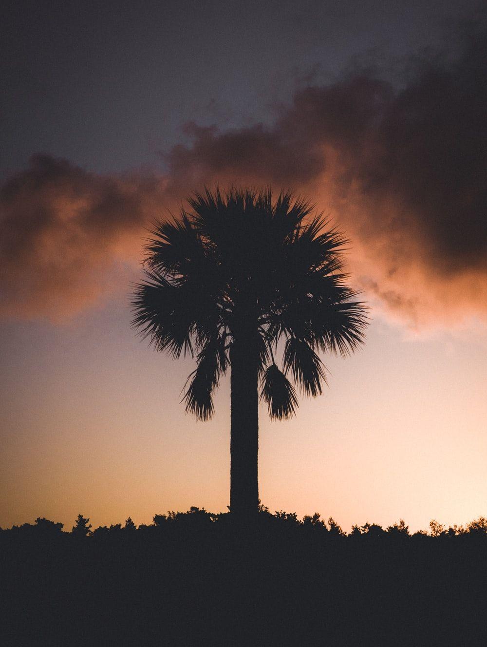 1000x1328 Sunset With Palm Tree Picture [Stunning!]. Download Free Image