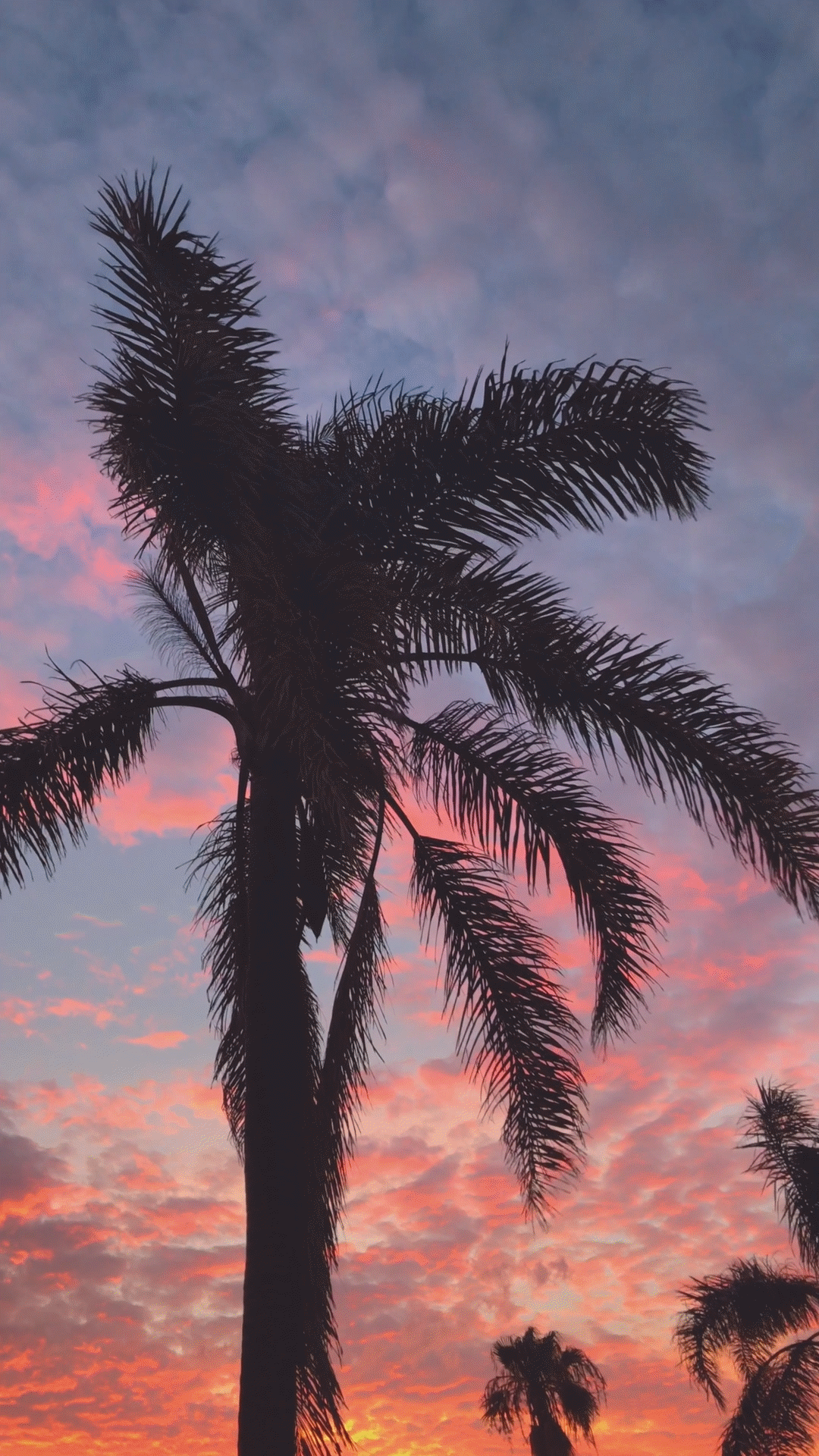 1080x1920 Awesome Black And White Wallpaper Photography For iPhone (Free Download!). Palm tree silhouette, Palm trees wallpaper, Sky aesthetic