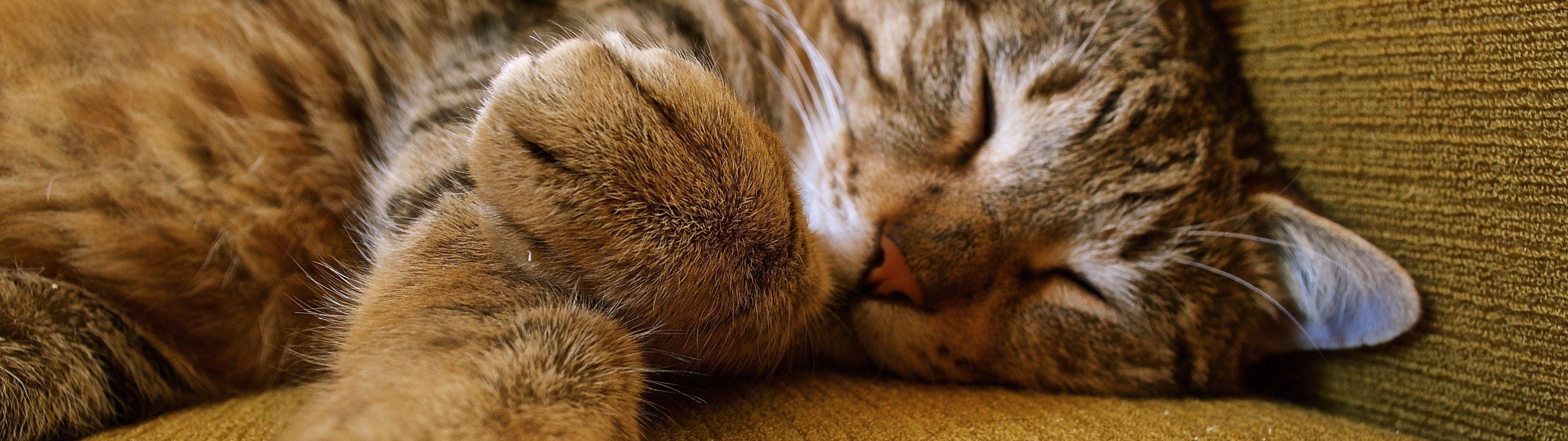 3840X1080 Cat Wallpapers - Top Free 3840X1080 Cat Backgrounds - Wallpaperaccess