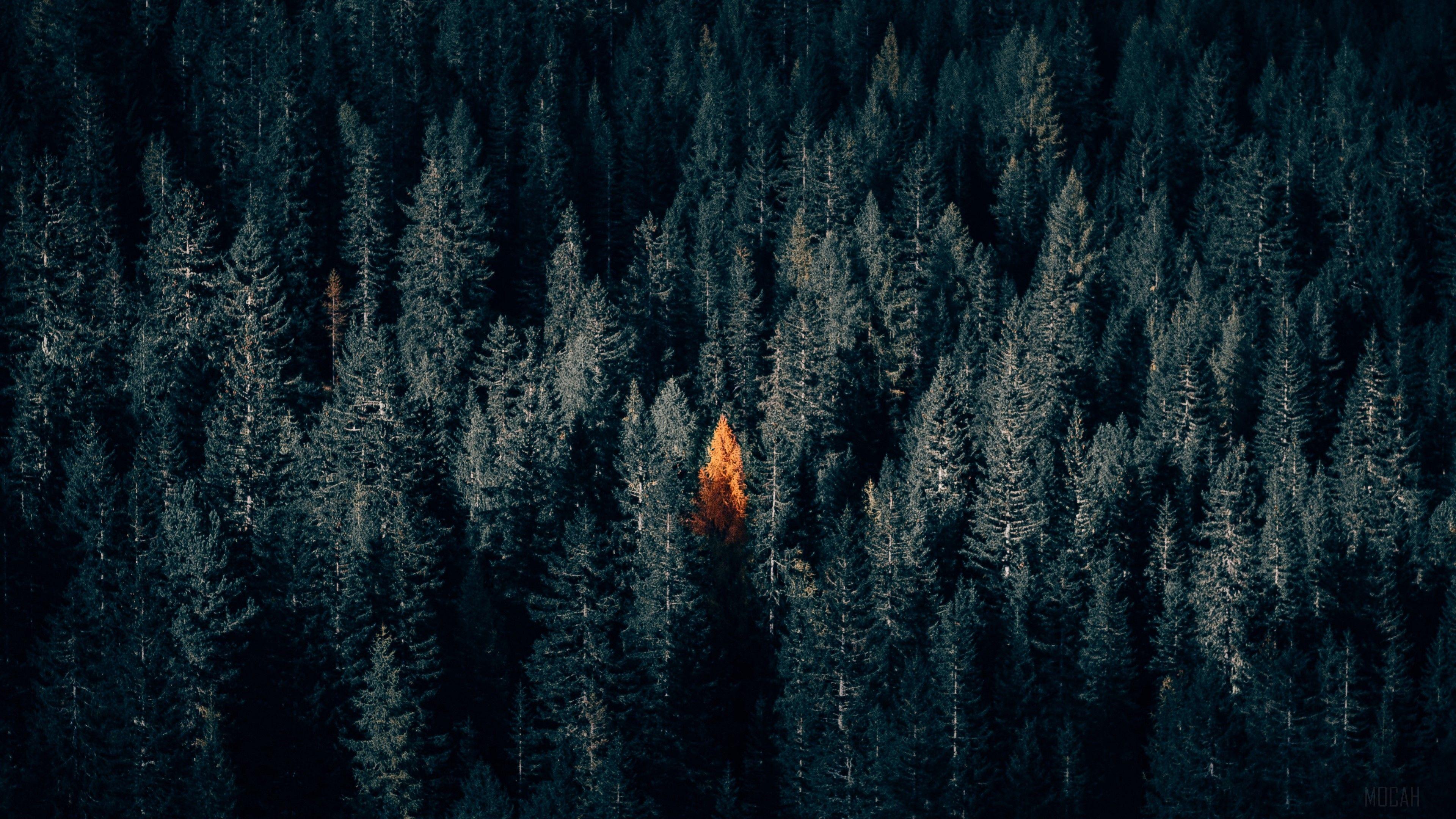 3840x2160 contrast HD wallpaper, Background