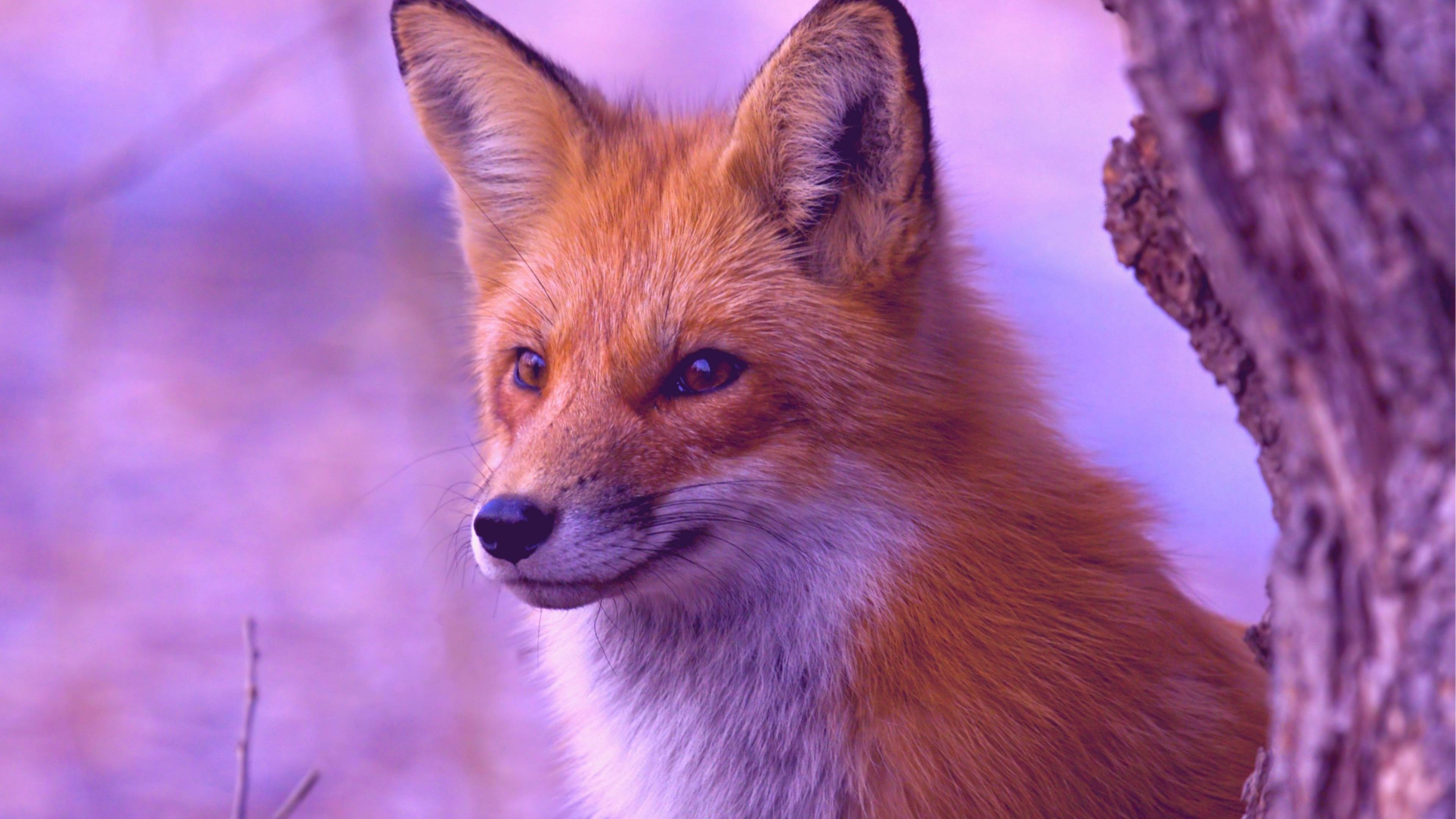 3840x2160 Neon Fox Wallpaper HD .
