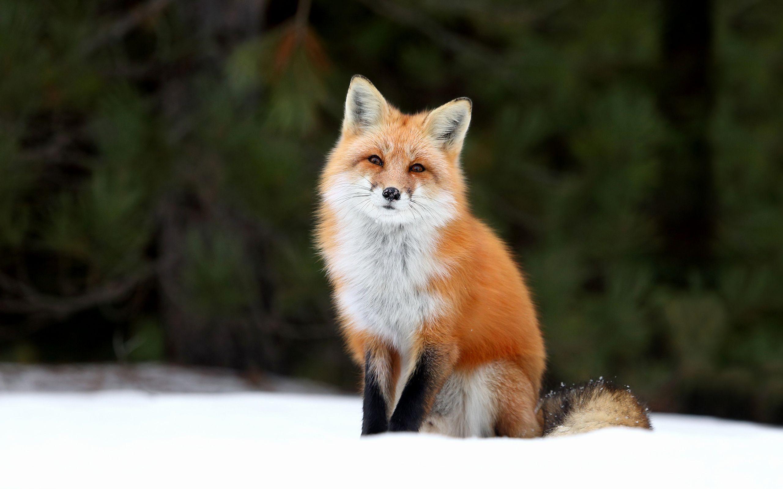 2560x1600 Luxury Fox Wallpaper HD Combination