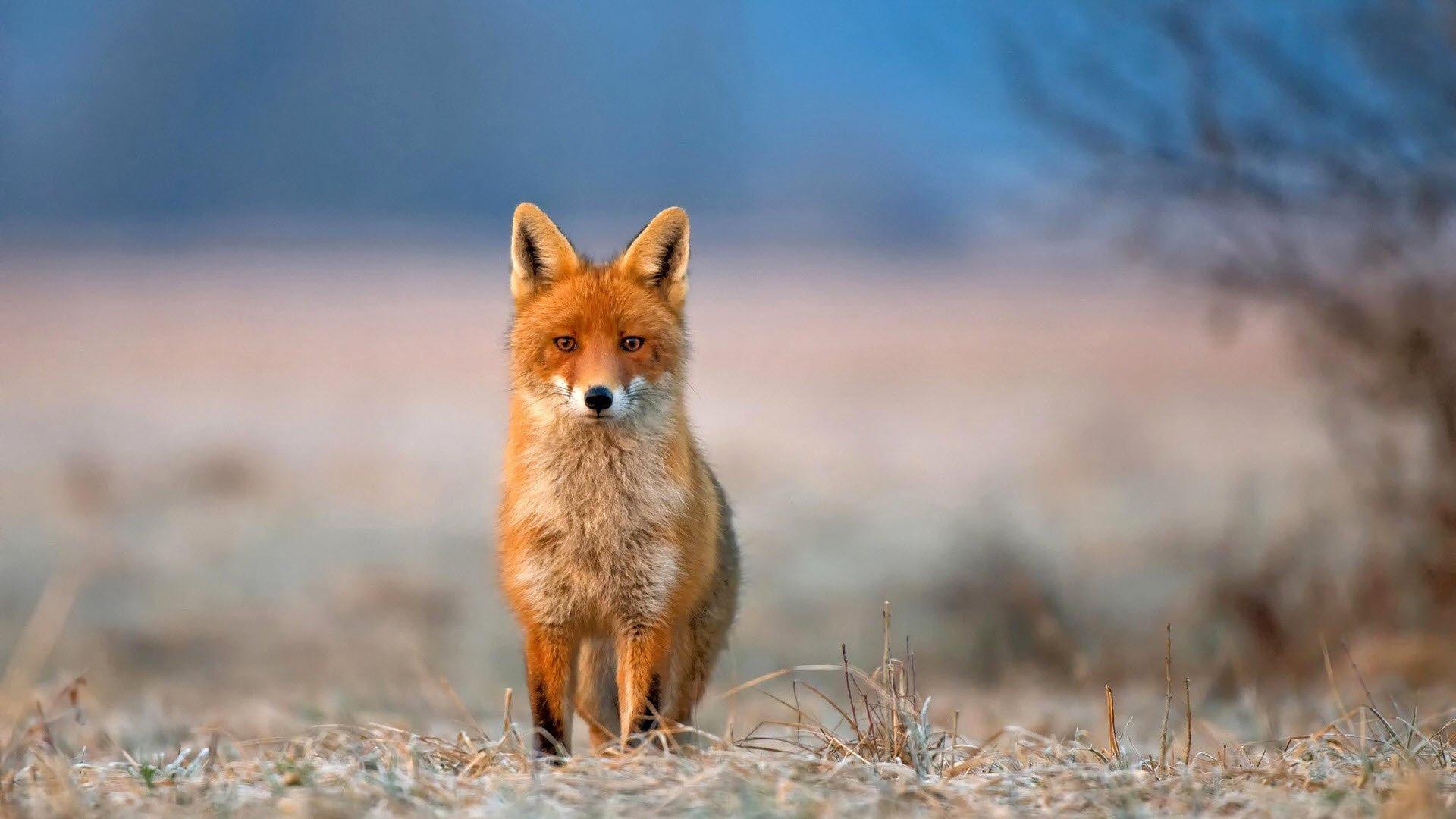 1920x1080 Desktop Background Wallpaper for Neon Fox .