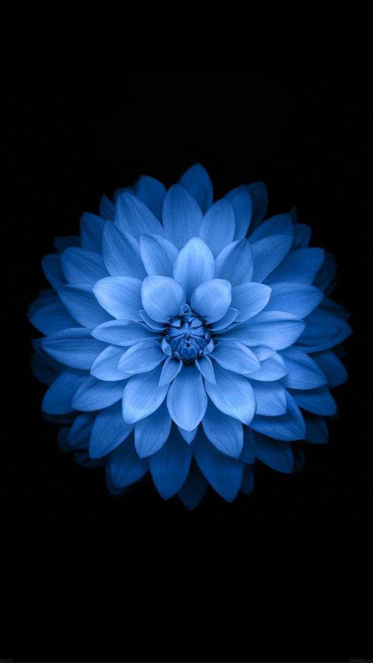 736x1308 Best 25 iPhone 6 Original Wallpaper Ideas iPhone. Wallpaper iphone, Bunga biru, Wallpaper ponsel