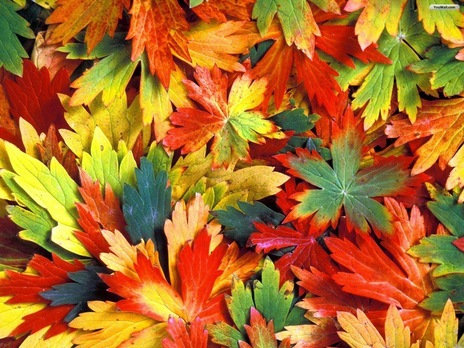 708,900+ Autumn Leaves Stock Photos, Pictures & Royalty-Free Images -  iStock | Autumn leaves background, Autumn, Autumn leaves isolated