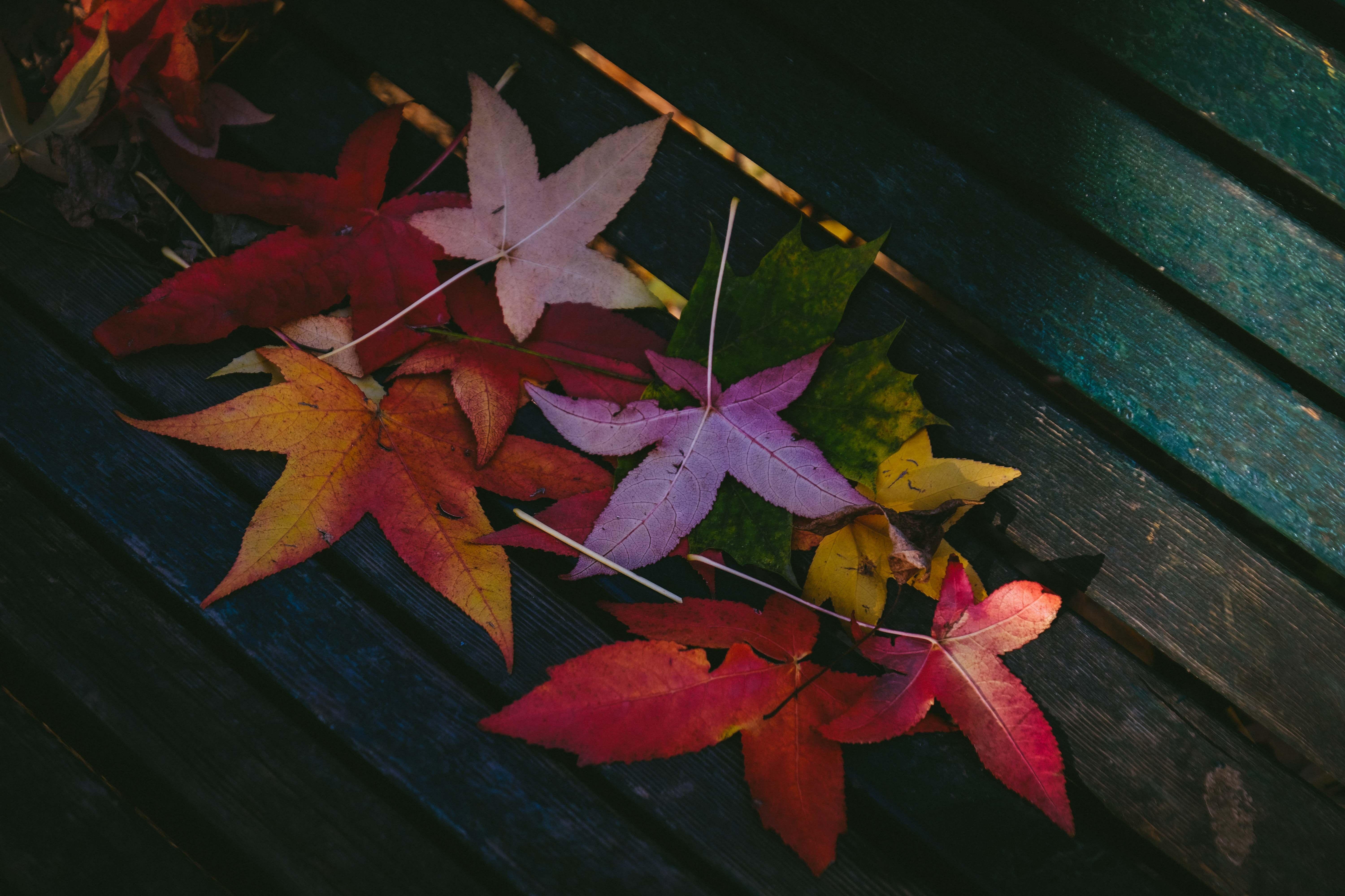 6000x4000 Colorful Leaves Autumn 5k, HD Nature, 4k Wallpaper, Image, Background, Photo and Picture