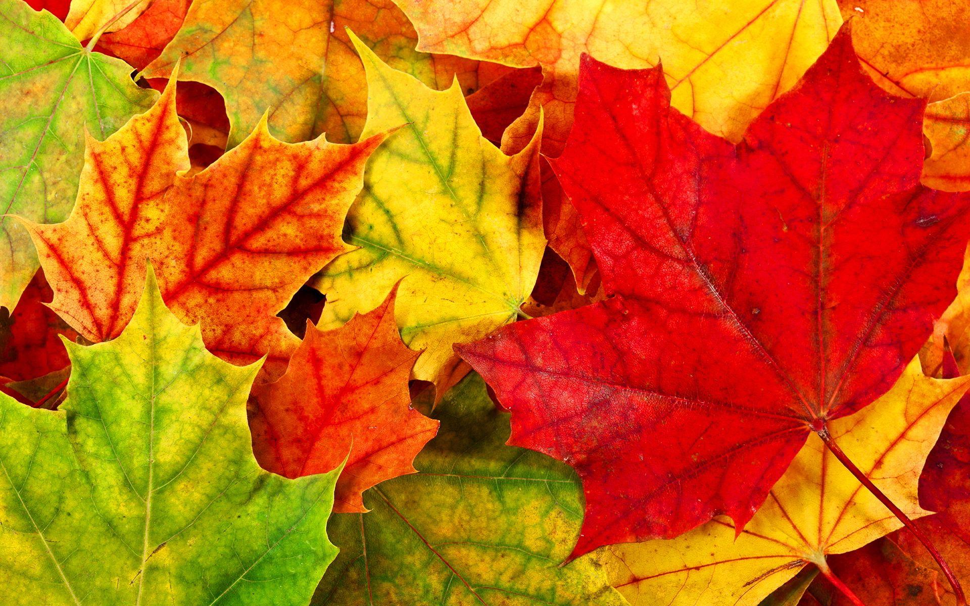1920x1200 Free Colorful Leaves Wallpaper