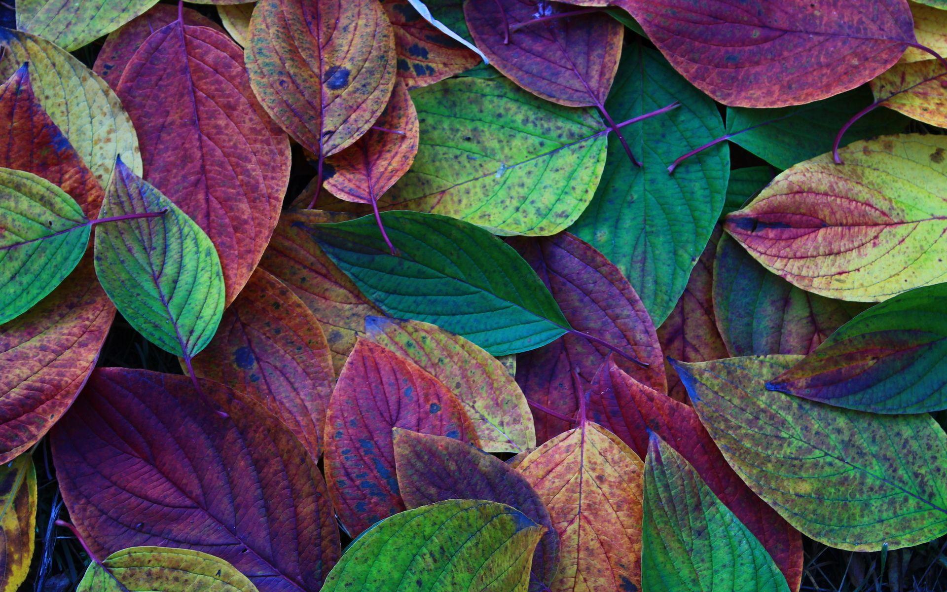 1920x1200 Colorful Leaves HD wallpaperx1200