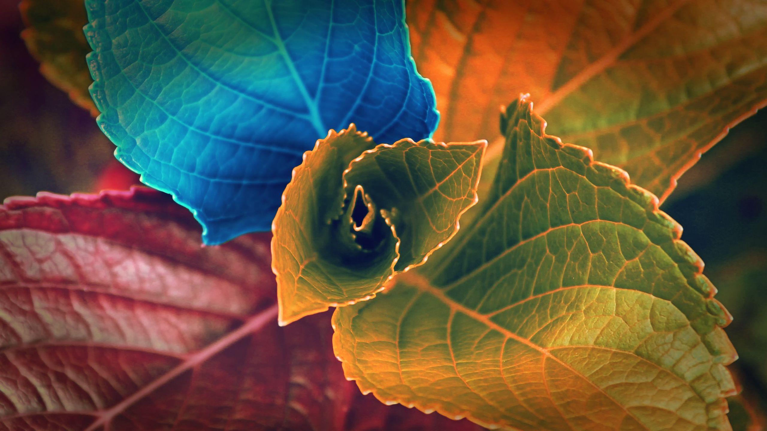 2560x1440 Colors of Leaves Wallpaper in jpg format for free download
