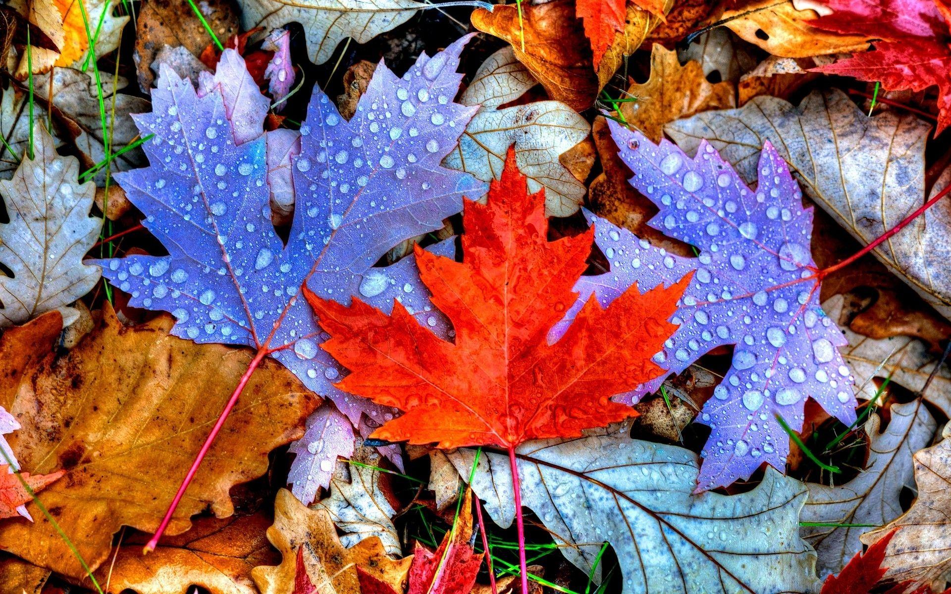 1920x1200 Colored Autumn Leaves Carpet Wallpaper