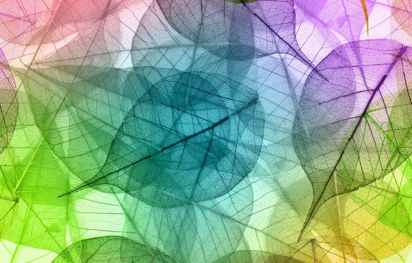 1332x850 Wallpaper colors, leaves, macro, transparent image for desktop, section абстракции