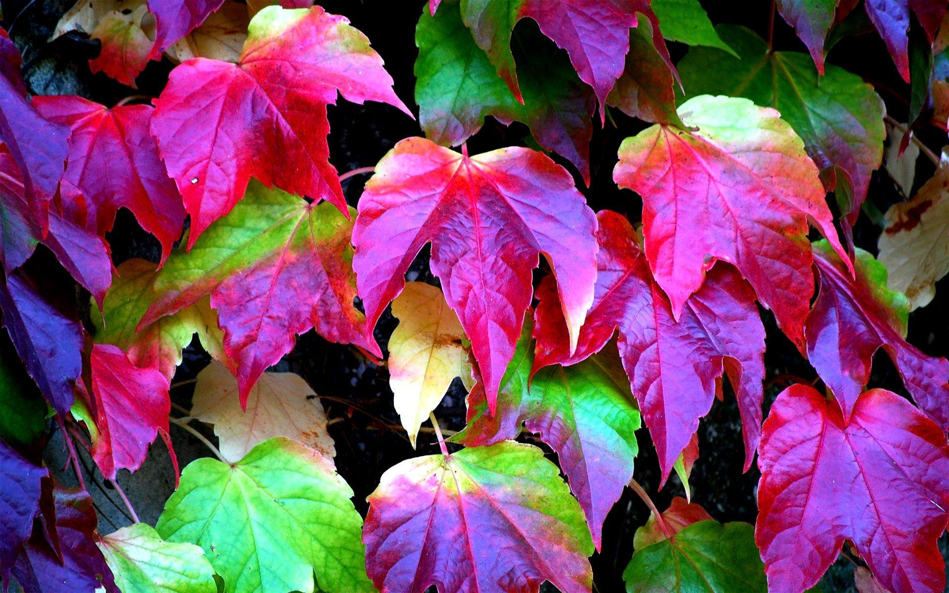 1920x1200 Colorful Leaves Wallpaper 30088 1920x1200px