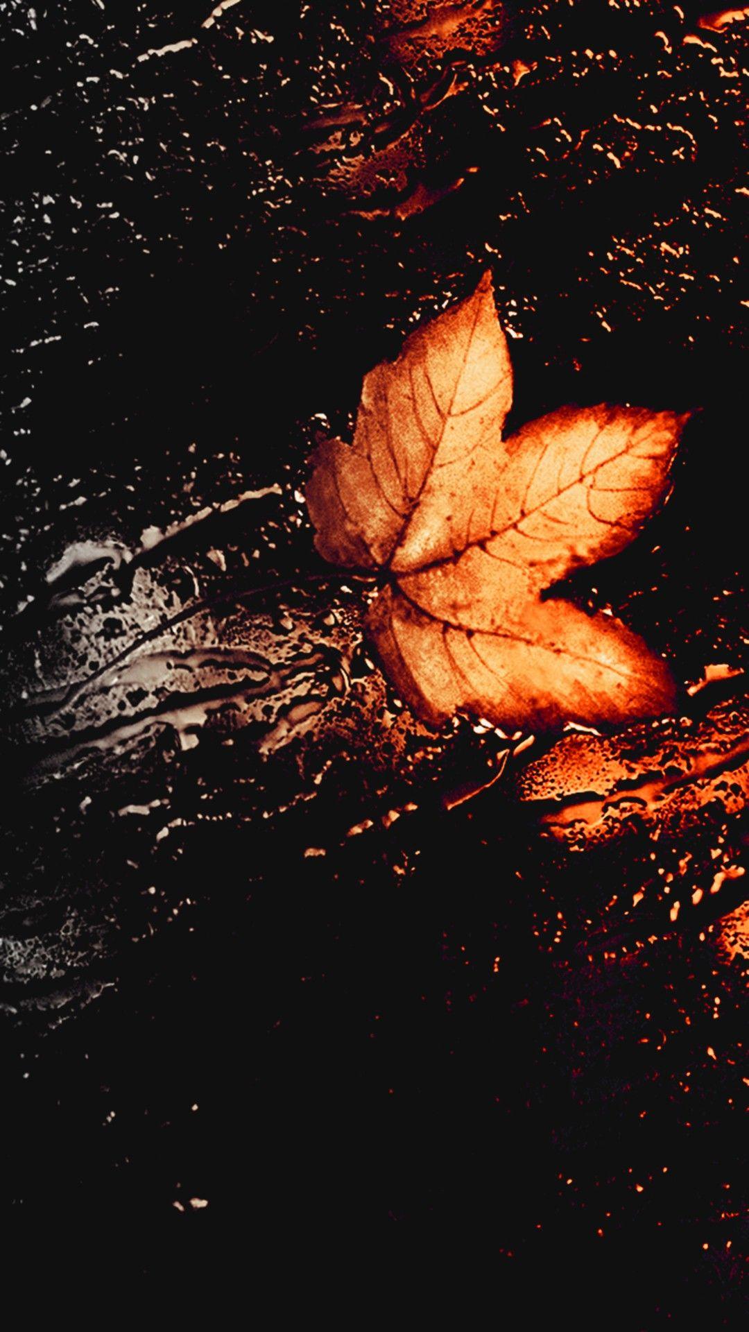 1080x1920 Autumn Leaves Wallpaper Free HD Wallpaper