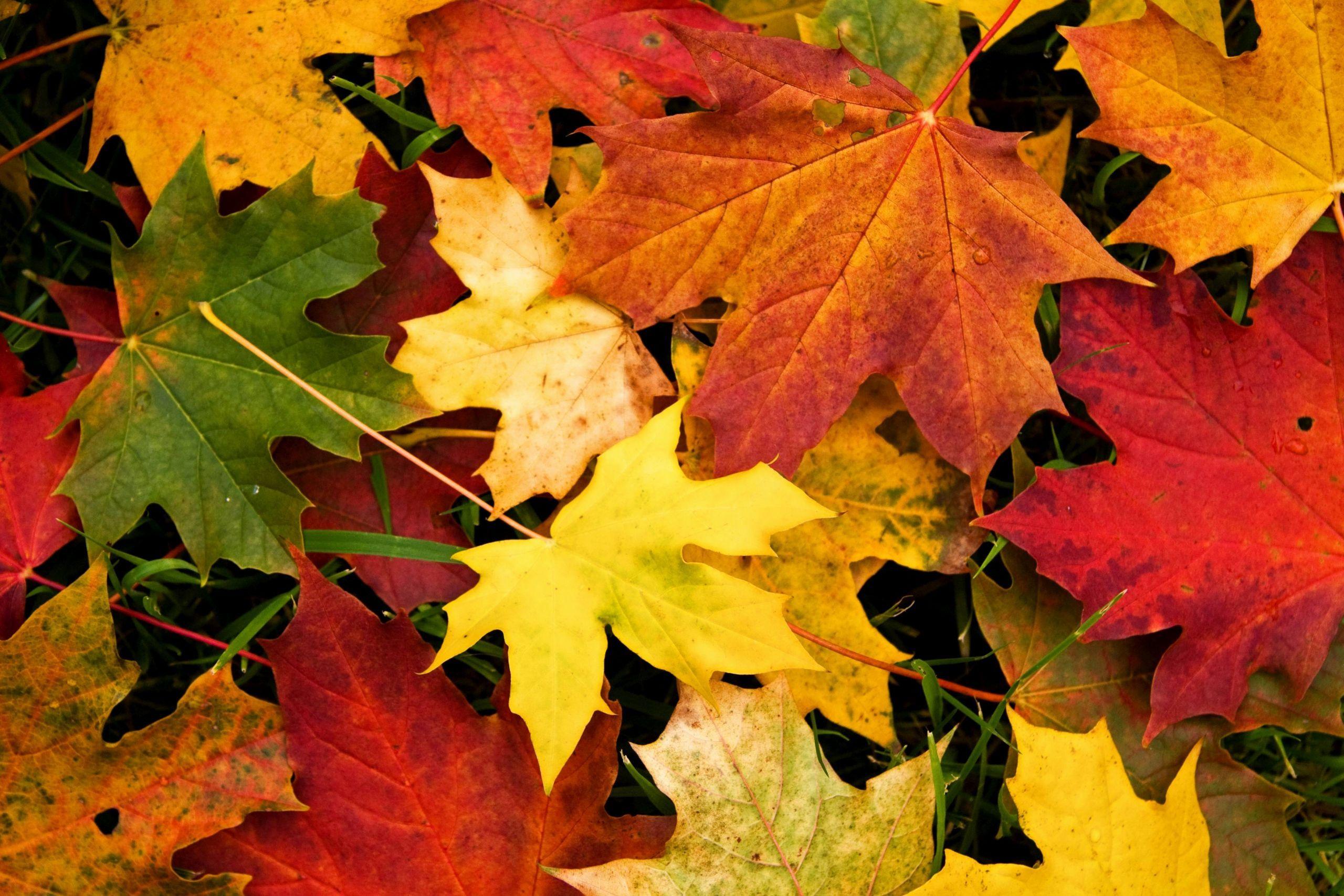 2560x1707 Fresh Autumn Leaf Background Combination