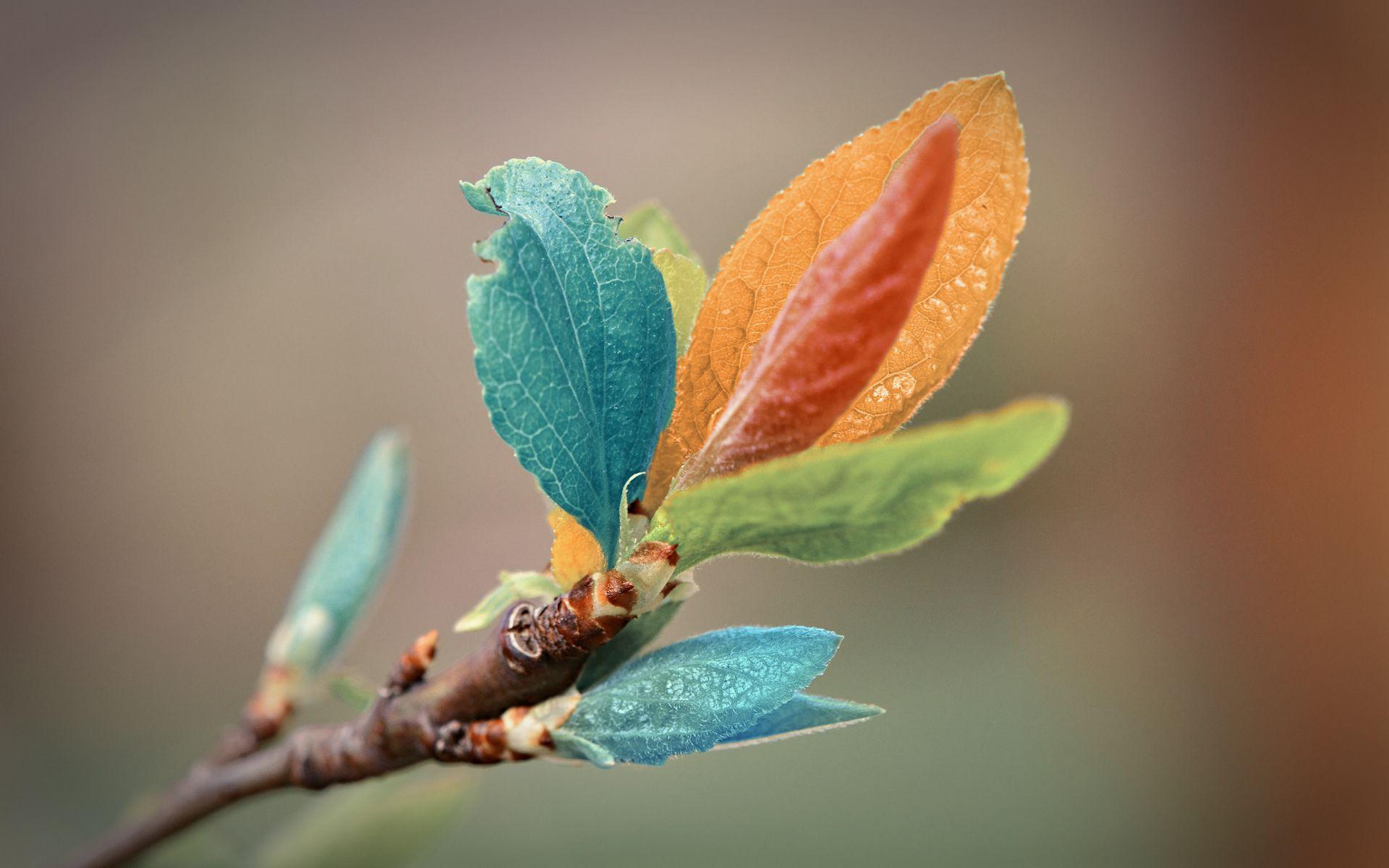 1920x1200 Colorful Leaves, High Definition, High Quality, Widescreen