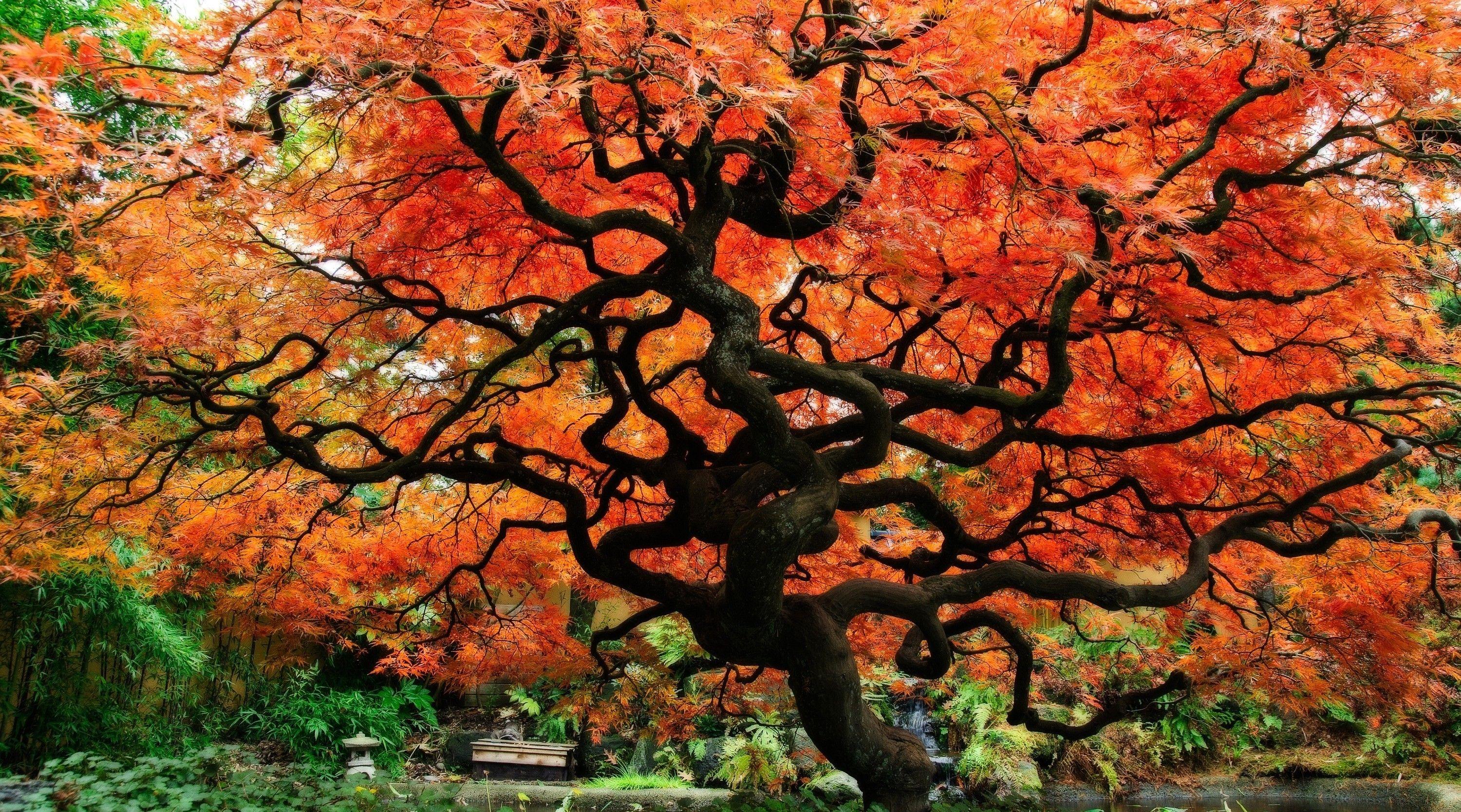 3000x1668 Japanese Garden HD Wallpaper and Background Image
