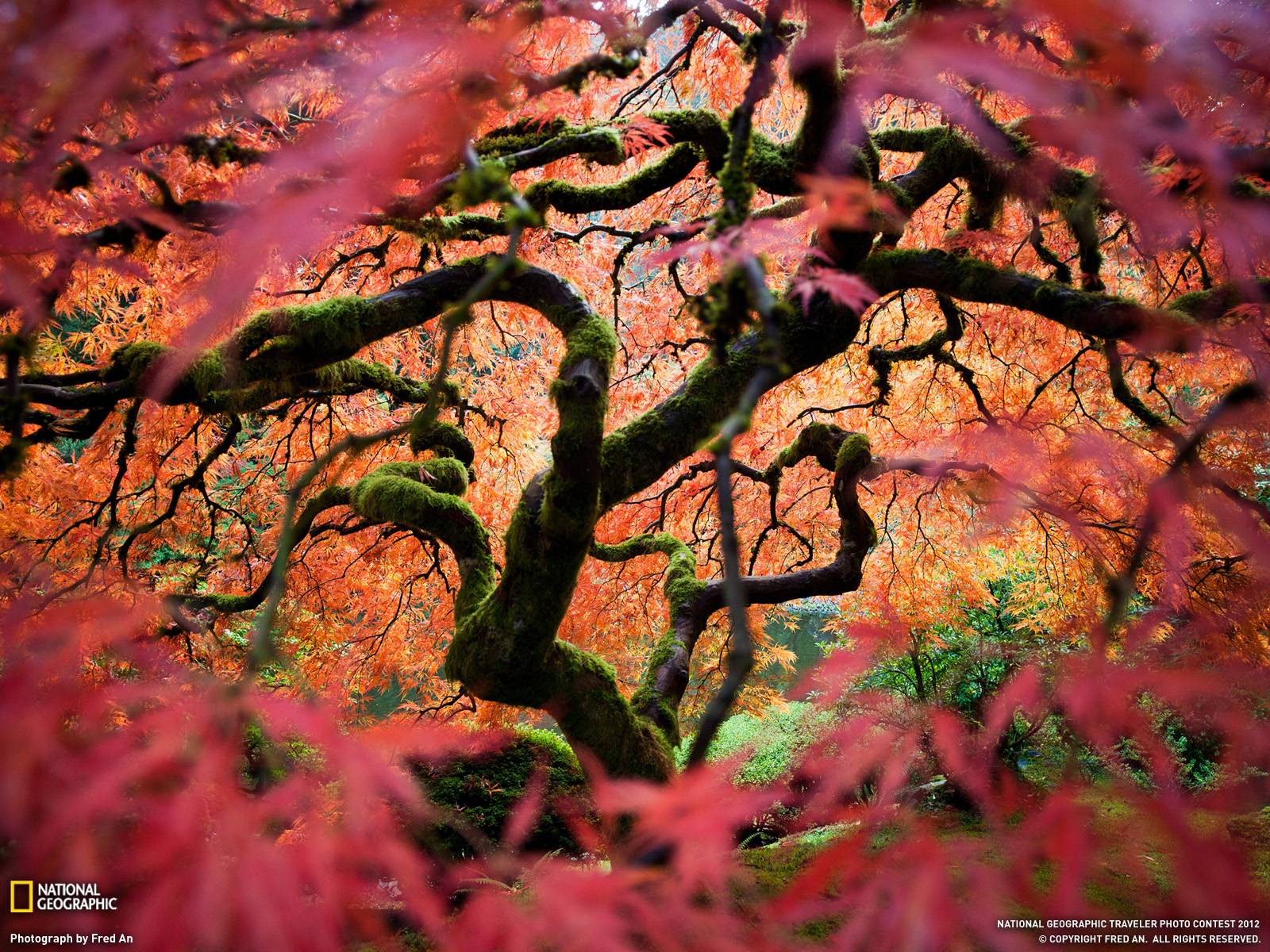 1600x1200 Japan Digital Rain Fall wallpaper Free Wallpaper