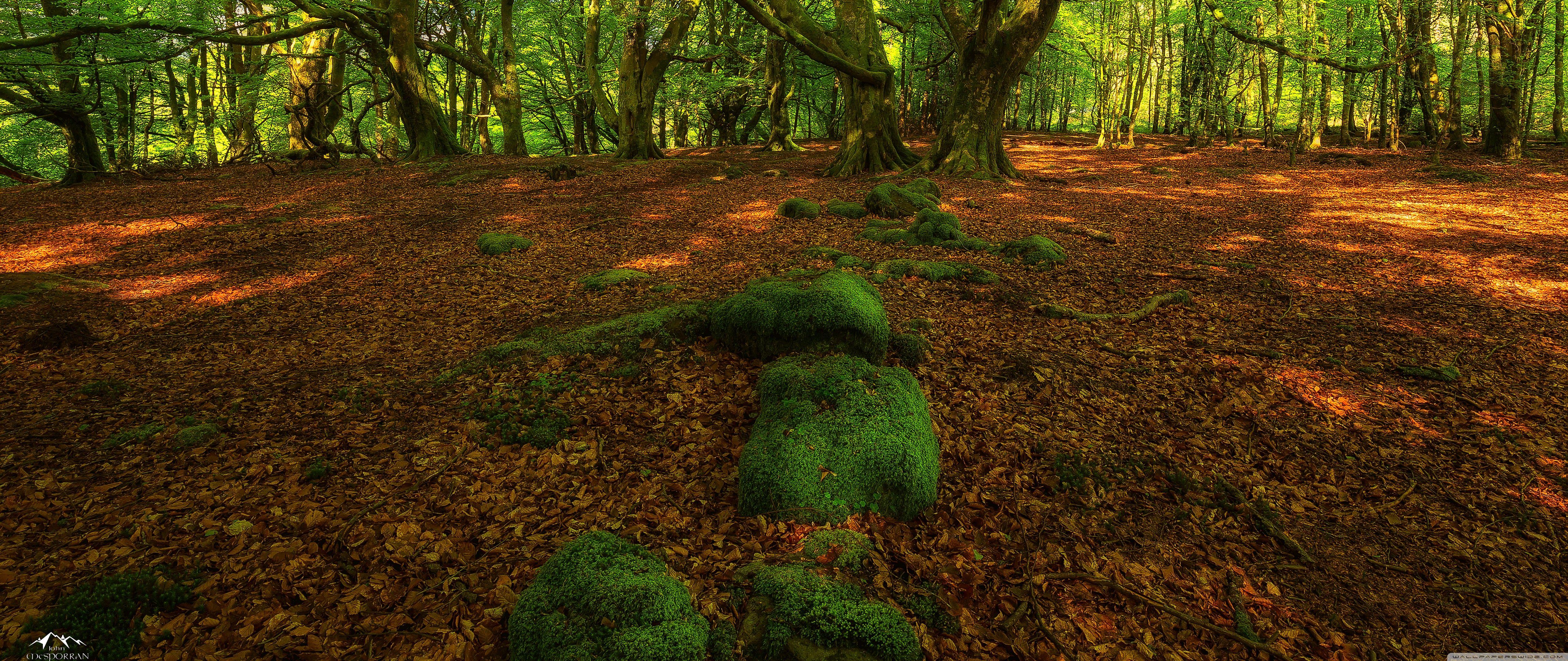 5120x2160 Forest Springtime ❤ 4K HD Desktop Wallpaper for 4K Ultra HD TV