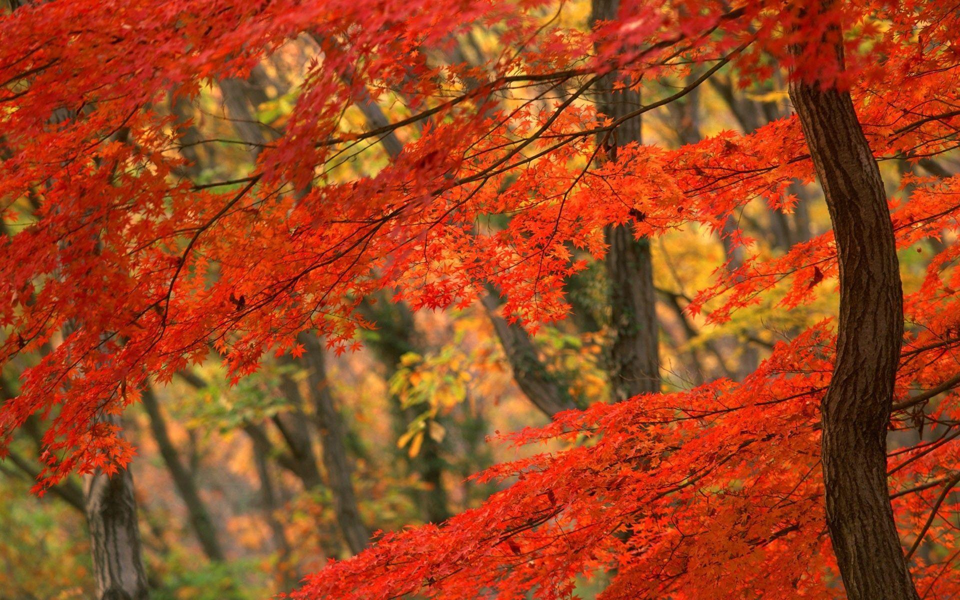 1920x1200 autumn japan tree. HD Wallpaper. HD wallpaper, Autumn