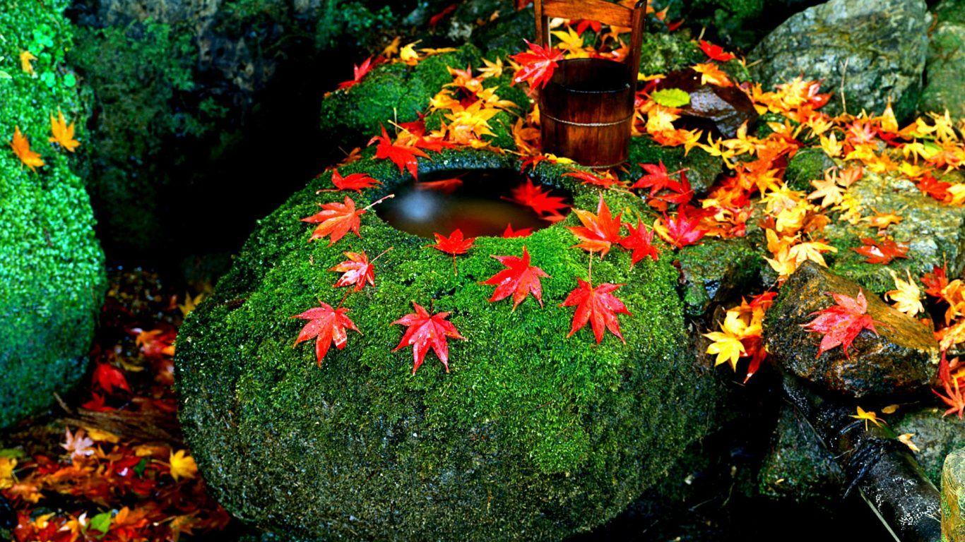 1366x768 Rivers: River Autumn Reflection Forest Rocks Phone Wallpaper for HD
