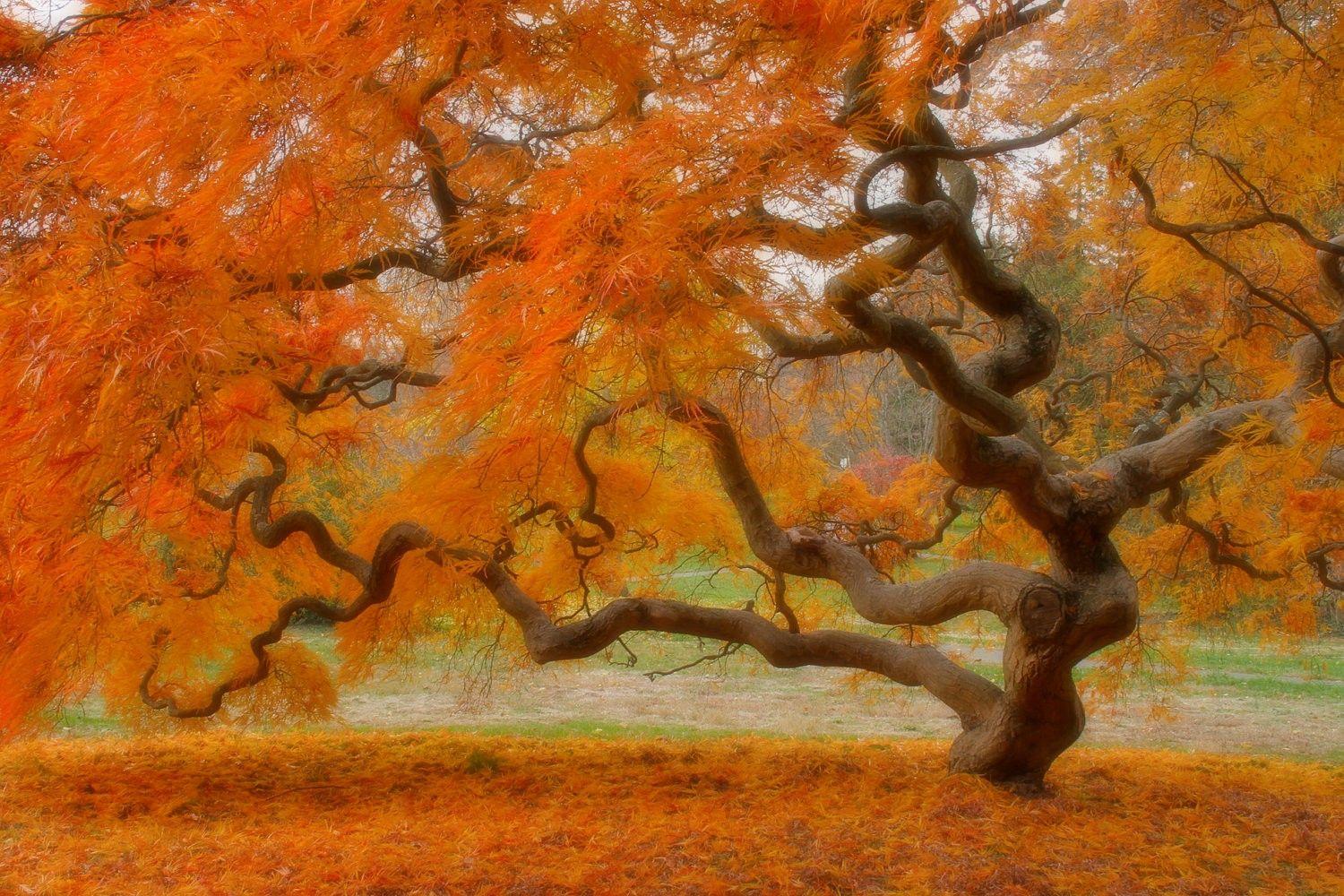1500x1000 Misc: Maple Tree Japanese Fall Branches Dual Wallpaper for HD 16:9