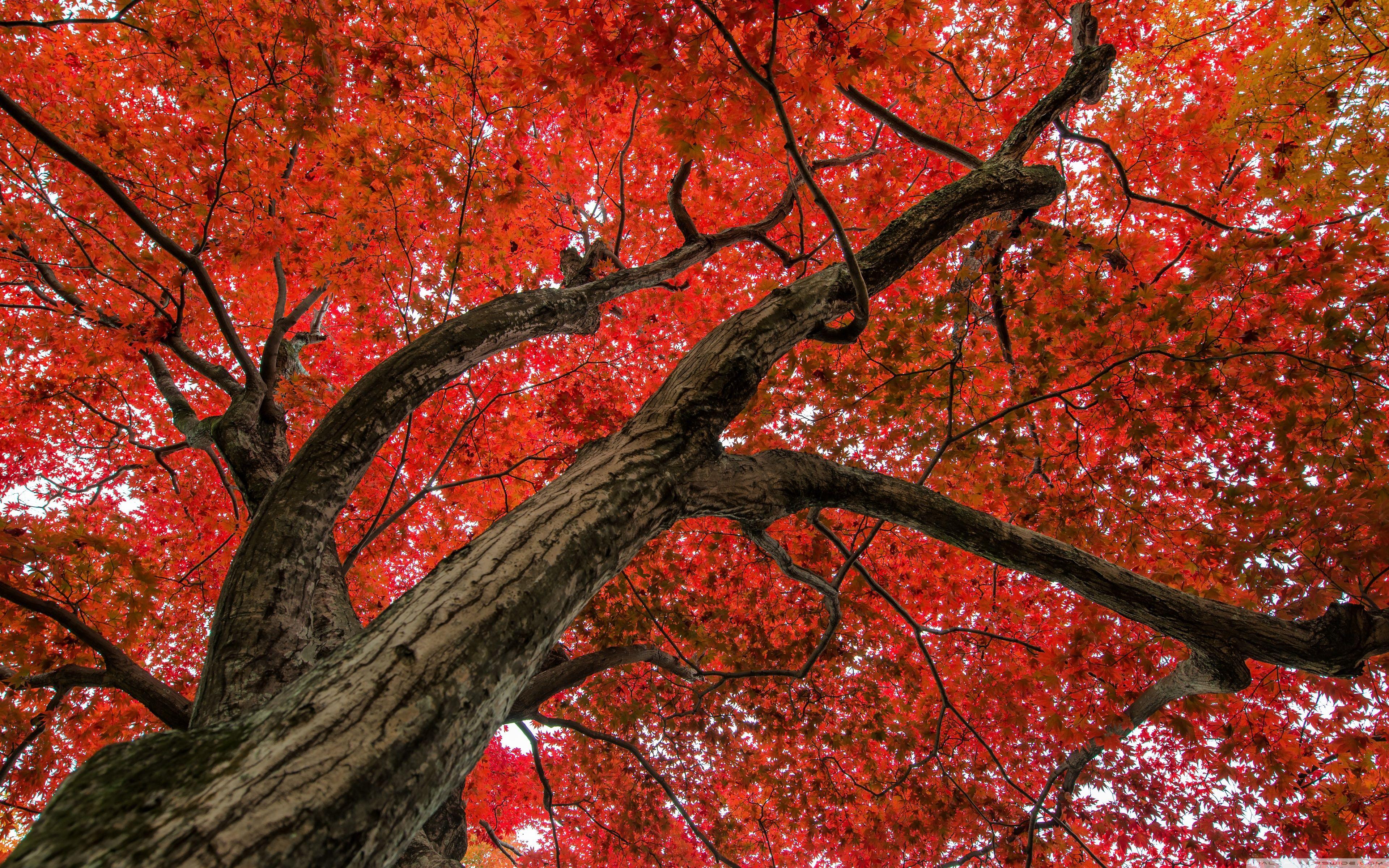 3840x2400 Japanese Maple, Late Autumn Scene ❤ 4K HD Desktop Wallpaper for 4K