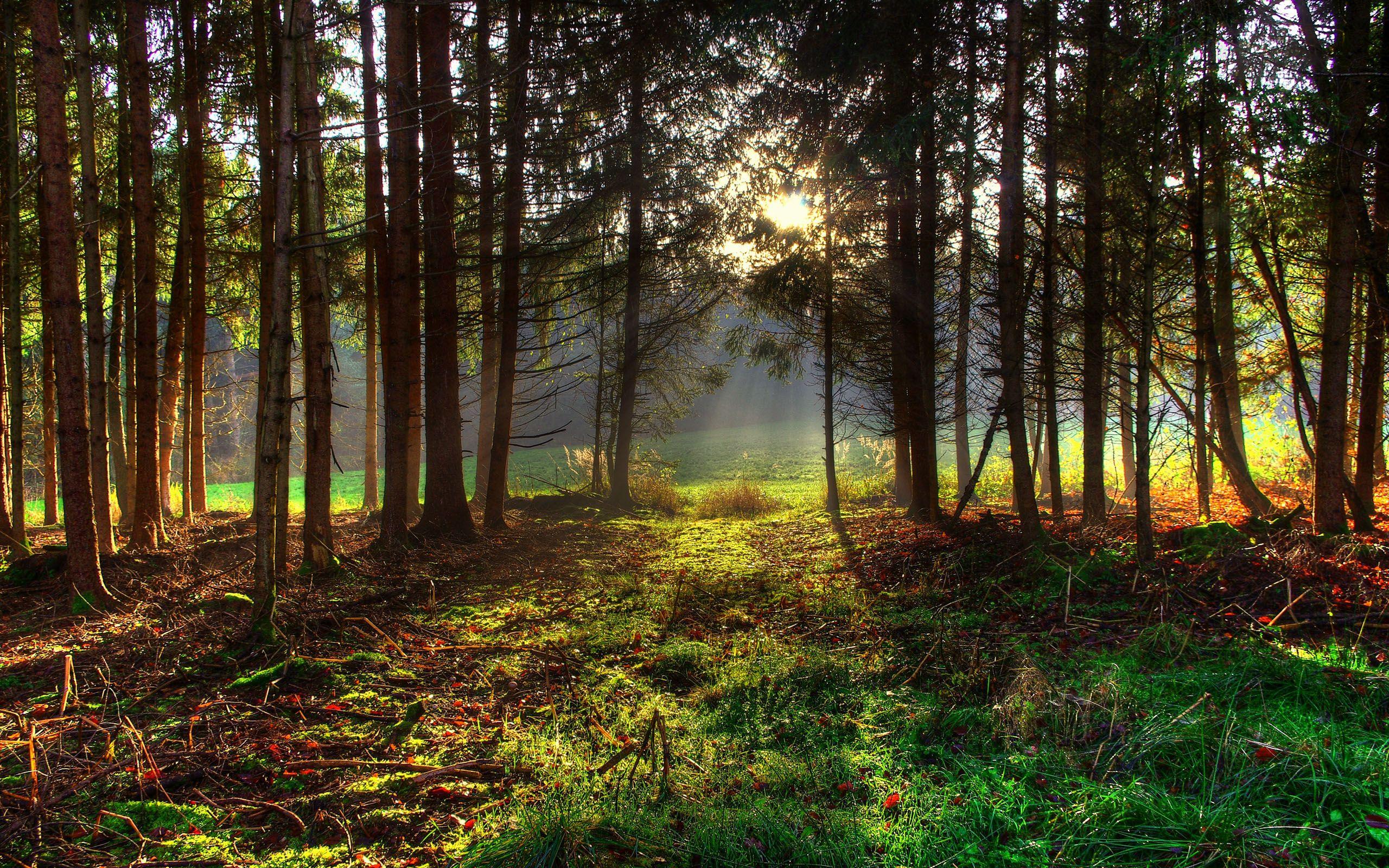 2560x1600 Spring Forest Wallpaper High Resolution HD Nature Of PC