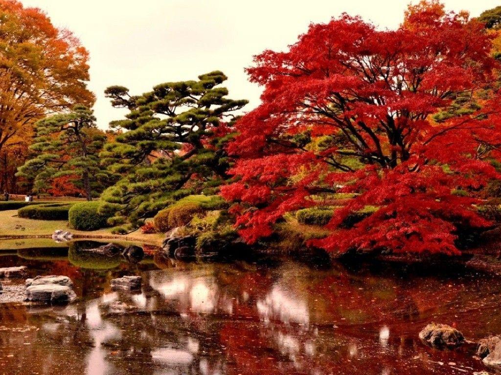 1024x768 Misc: Japanese Garden Fall Season Nature HD Background for HD 16:9