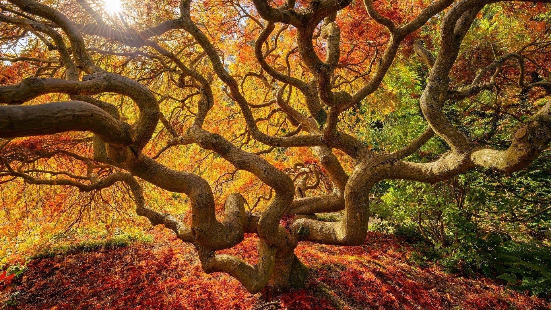 1920x1080 Japanese Nature Wallpaper