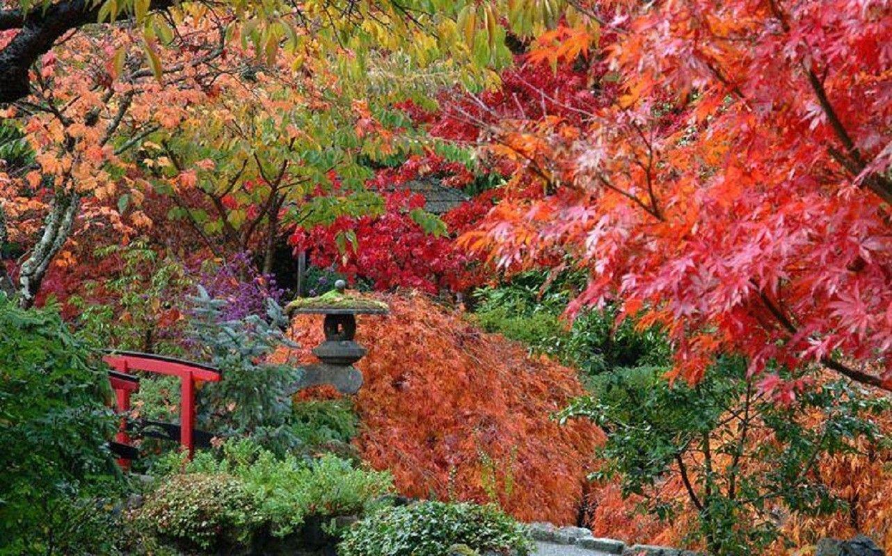 Japanese Fall Wallpapers - Top Free Japanese Fall Backgrounds ...