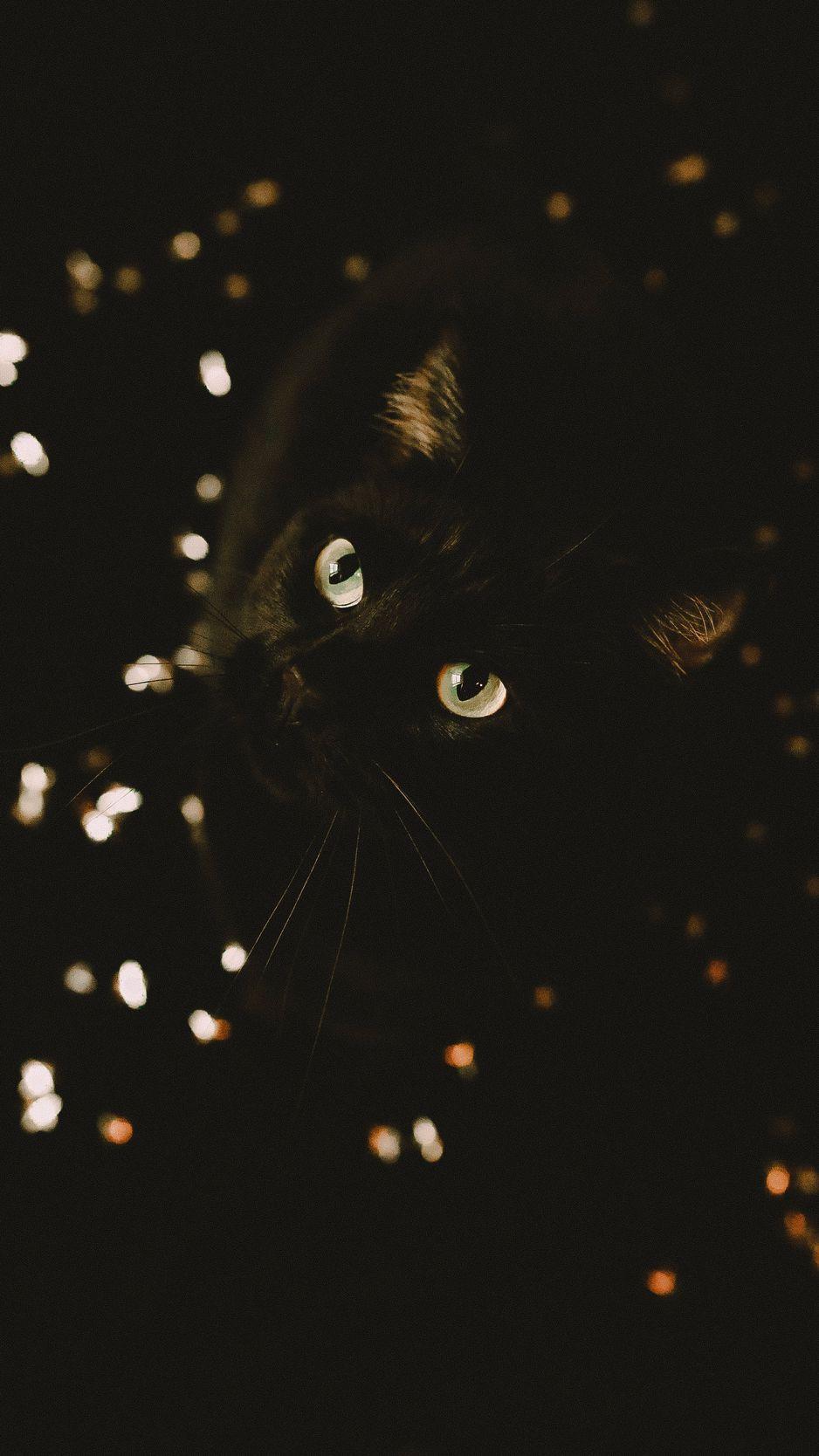 938x1668 Zendha: Cool Animal Wallpaper For iPhone
