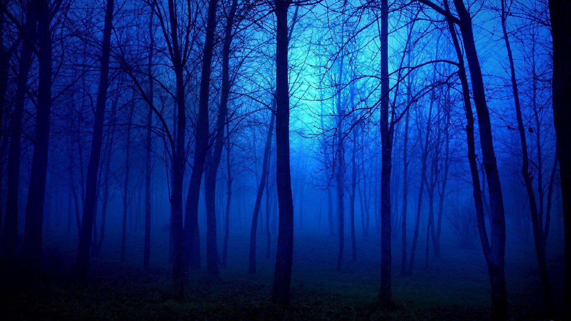 1920x1080 Blue Forest High Definition Wallpaper 25603