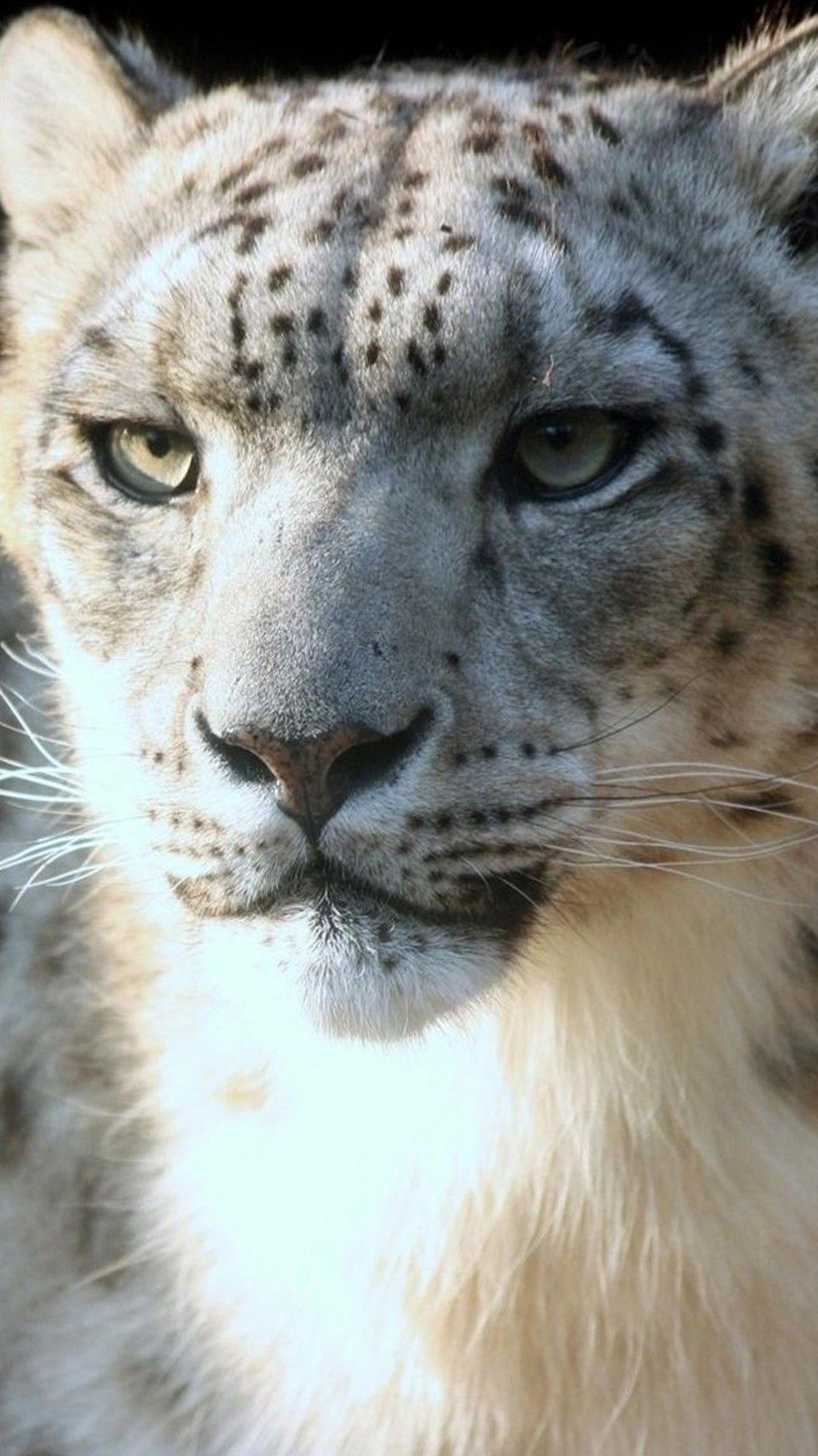 1080x1920 Animal iPhone Wallpaper Download Desktop Wallpaper HD Image Amazing Background Image 4k HD Tablet 1080x1920