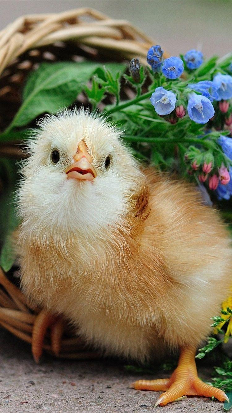 750x1334 iPhone Wallpaper Cute Chick, Basket, Flowers Animal Wallpaper HD