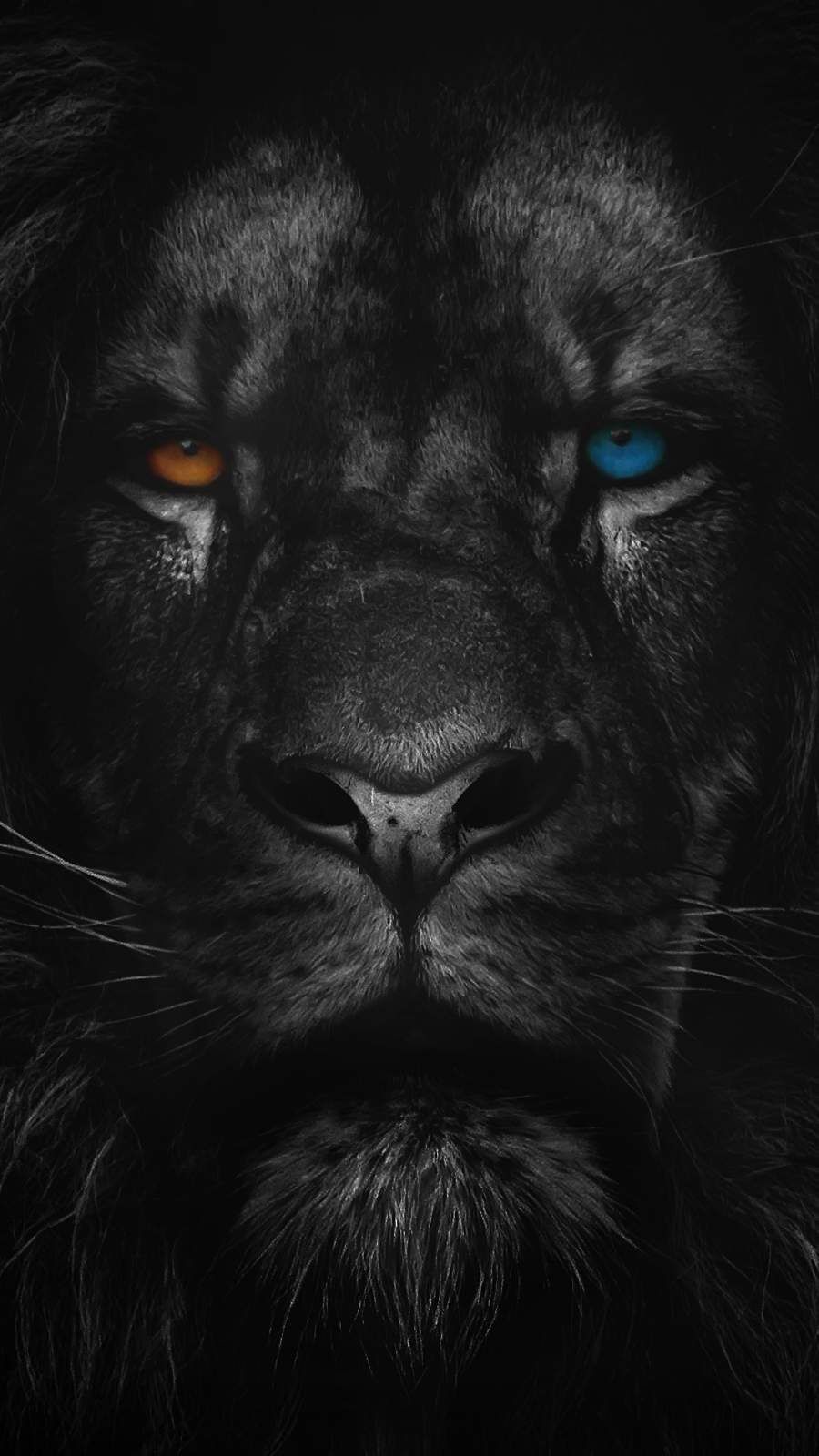 900x1600 iPhone Wallpaper for iPhone iPhone 8 Plus, iPhone 6s, iPhone 6s Plus, iPhone X and iPod Touch Hi. Lion live wallpaper, Lion wallpaper iphone, Animal wallpaper