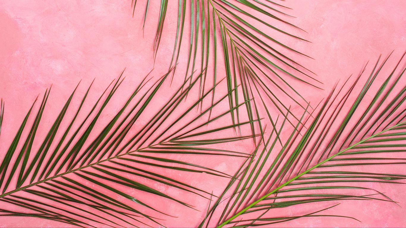1366x768 Hot Pink Minimalist Wallpaper. Minimalist wallpaper, Aesthetic desktop wallpaper, Flower desktop wallpaper
