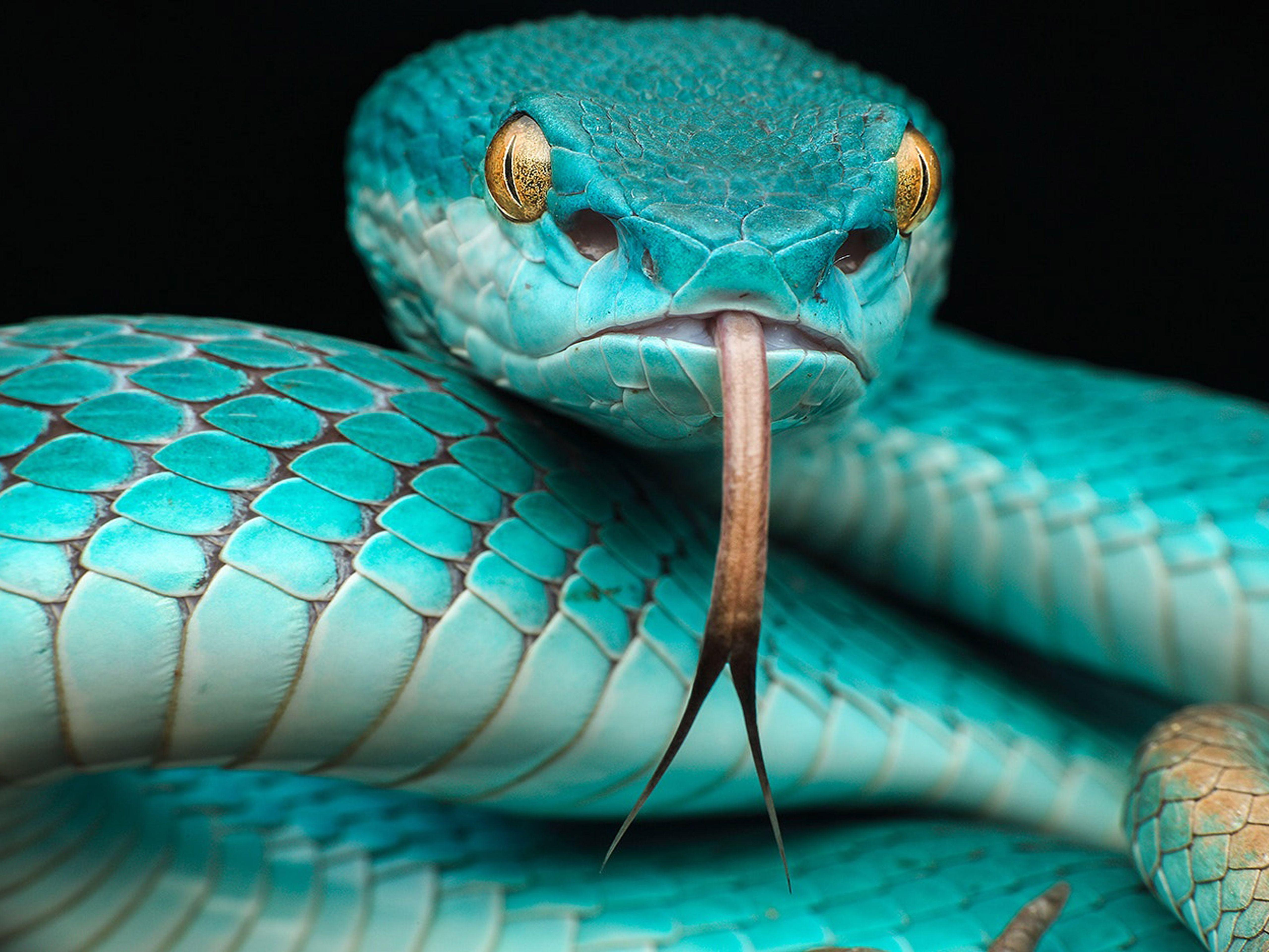 5120x3840 Japanese Blue Poison Snake 4K (5120 x 3840)