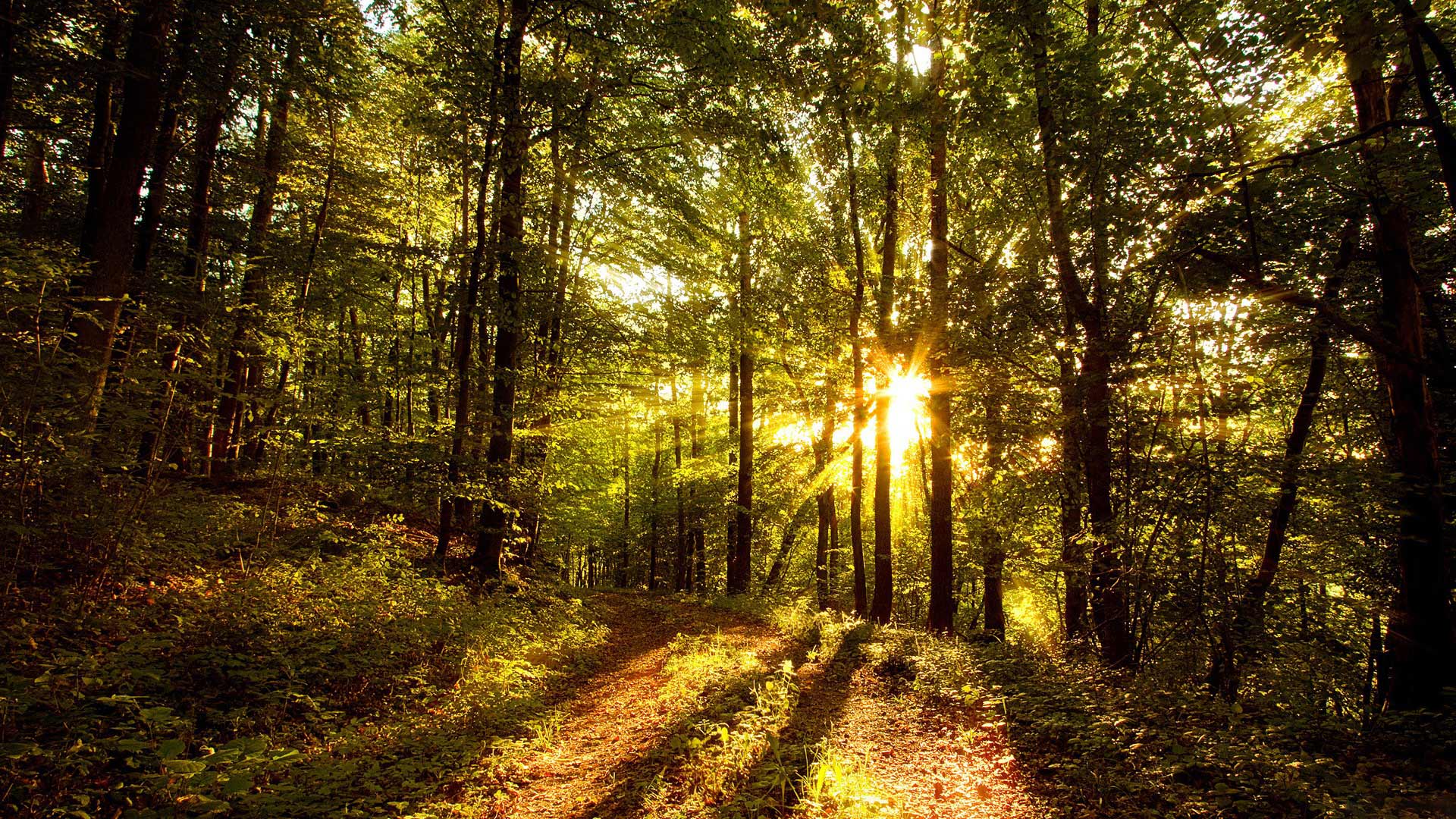 1920x1080 Woods Background
