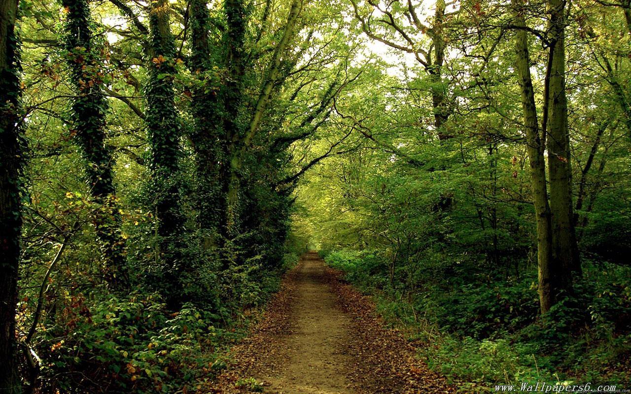 1280x800 Free download Woods trail Landscape Wallpaper download wallpaper [1280x800] for your Desktop, Mobile & Tablet. Explore Woods Wallpaper. Reclaimed Wood Wallpaper, Reclaimed Wood Wallpaper Textured, Wallpaper That Looks Like Wood